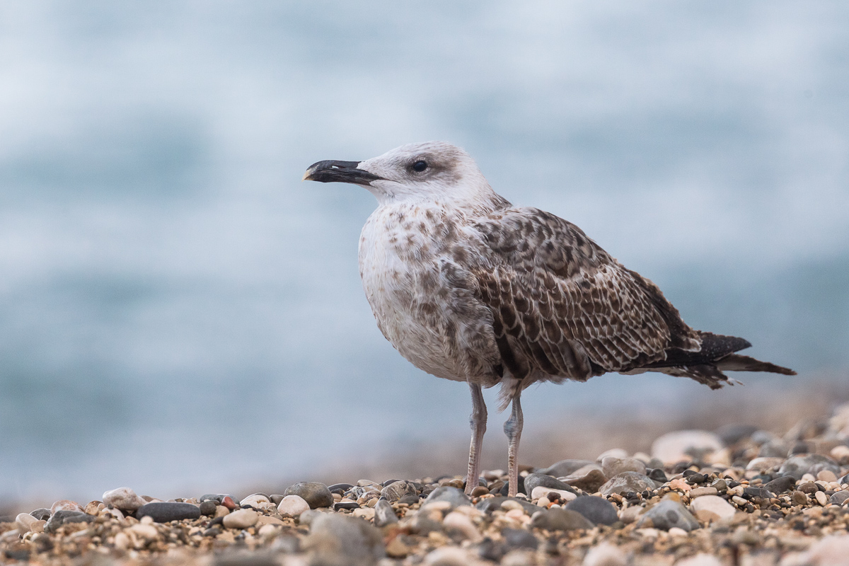 Young Royal Seagull ...