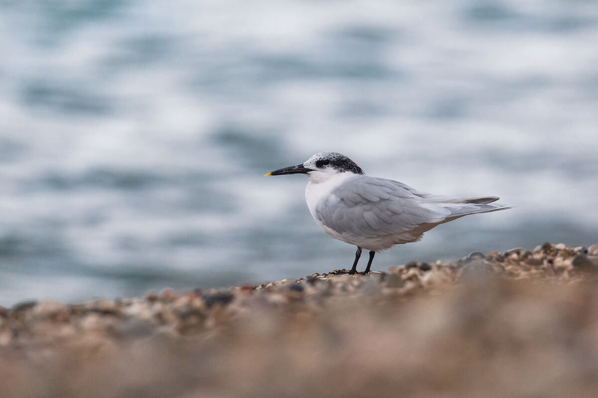 Wintering common sternum (Liguria) ...
