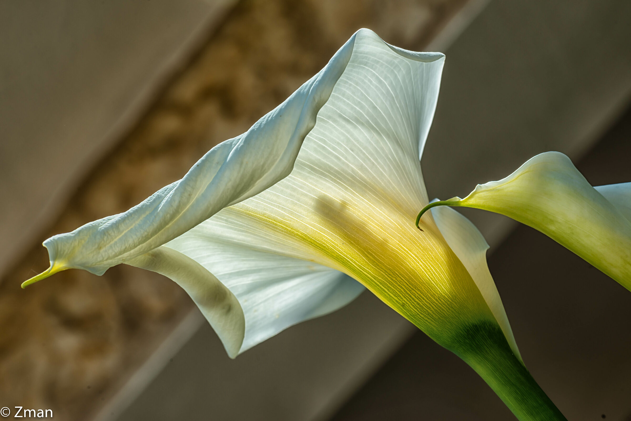 White Lilly