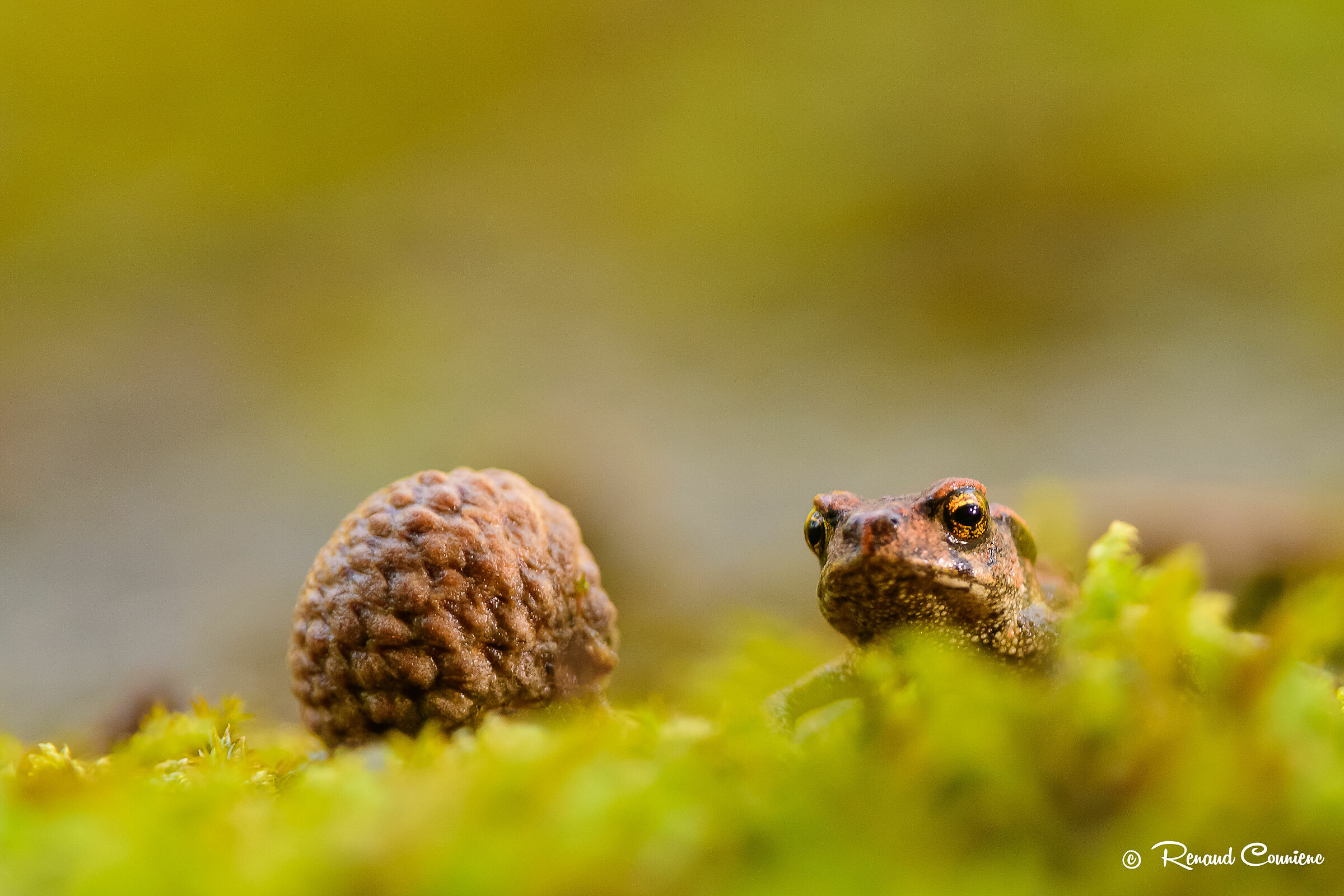 Baby toad a few millimeters