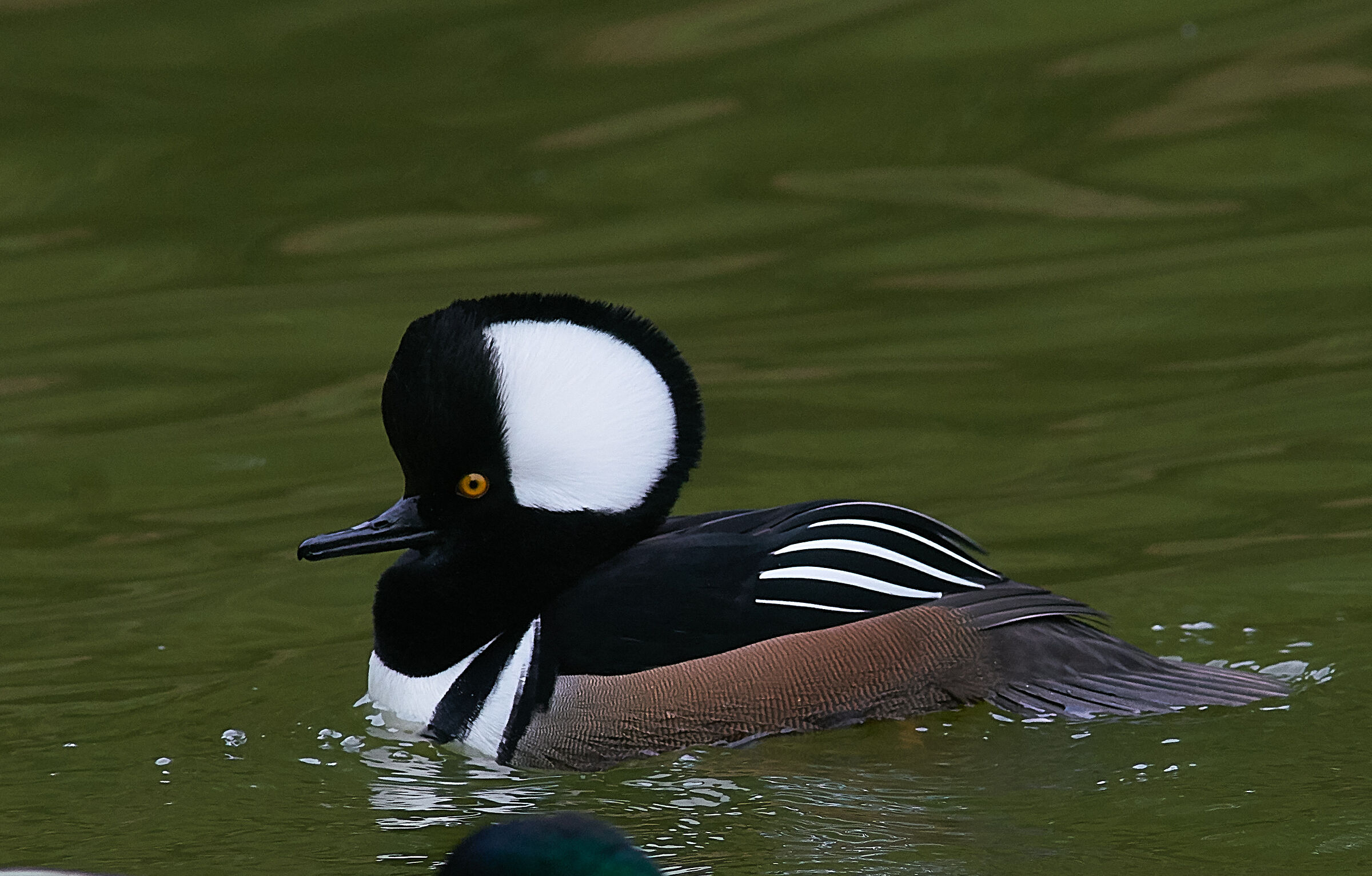 Merganser incappucciato