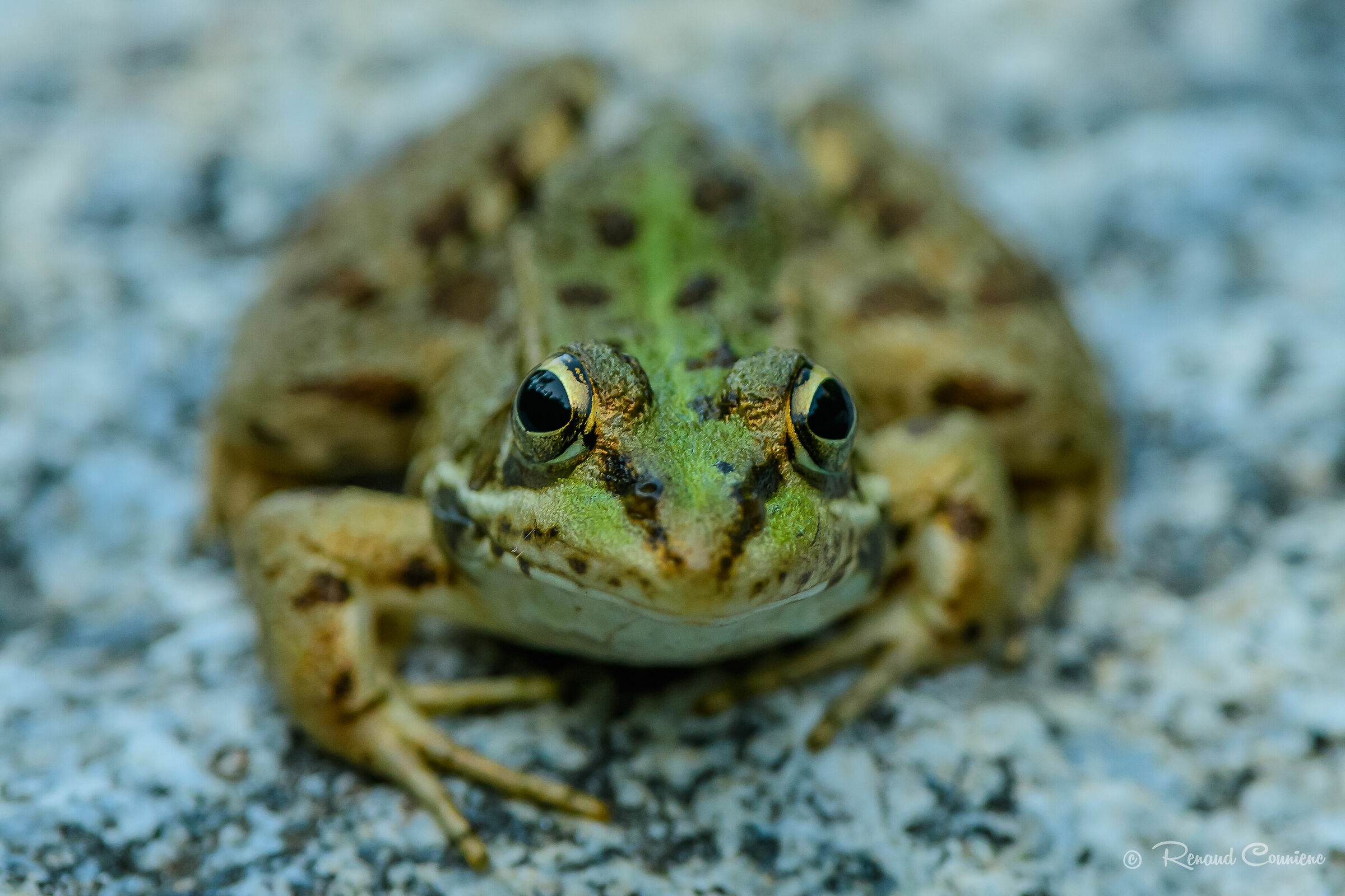 Grenouille rieuse (Pelophylax ridibundus)
