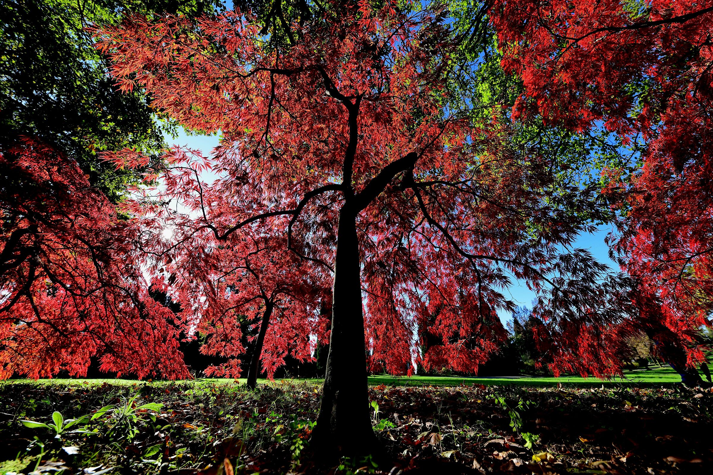 ...L'autunno...