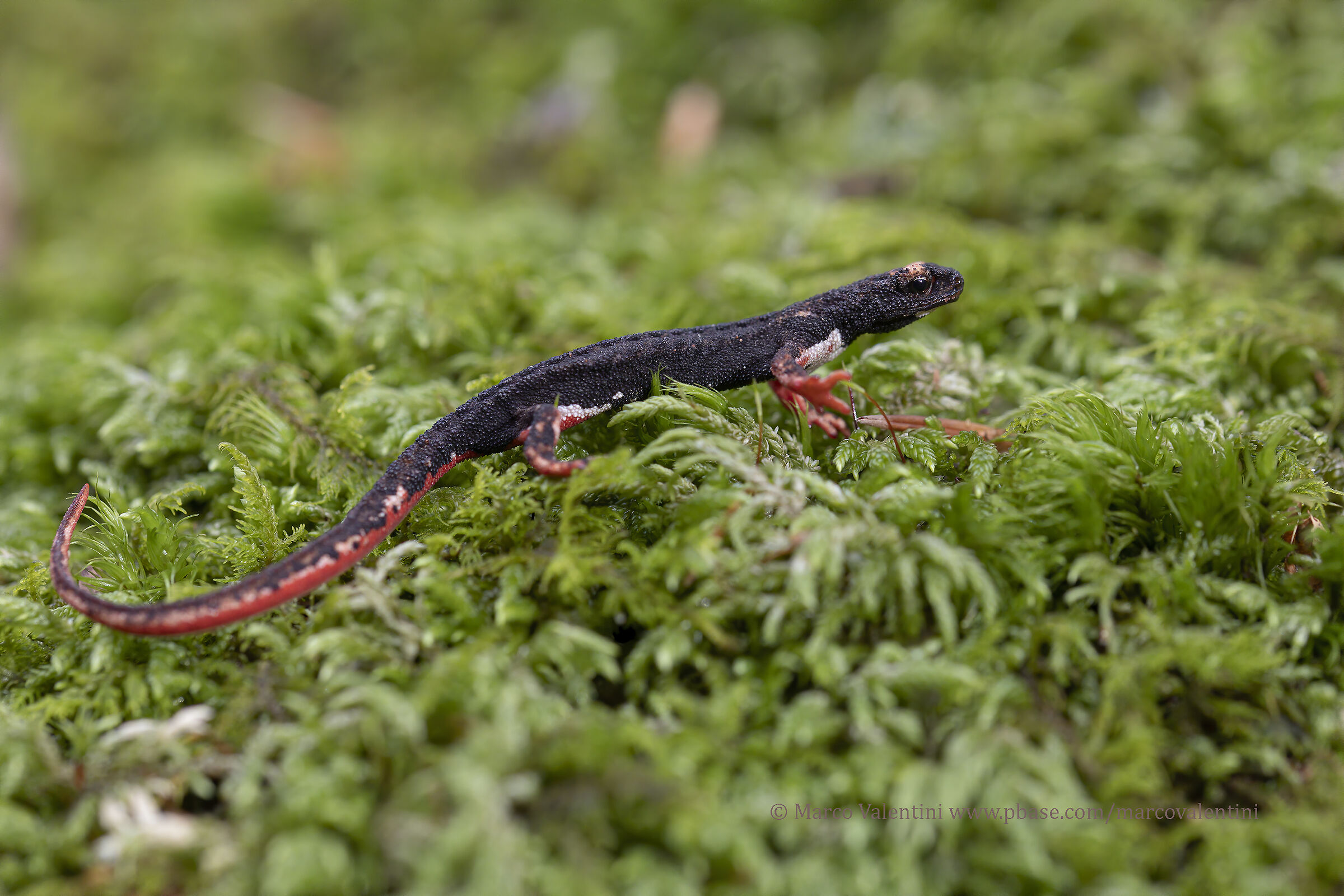 Glasses-wearing Salamander