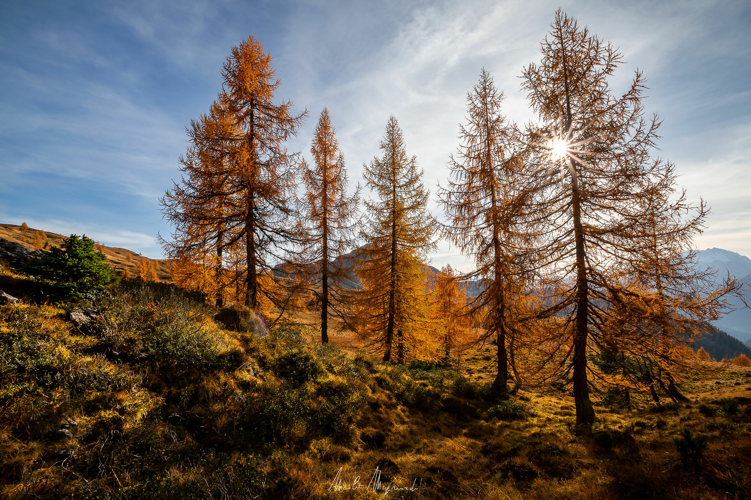 Boschetto di larici d'autunno