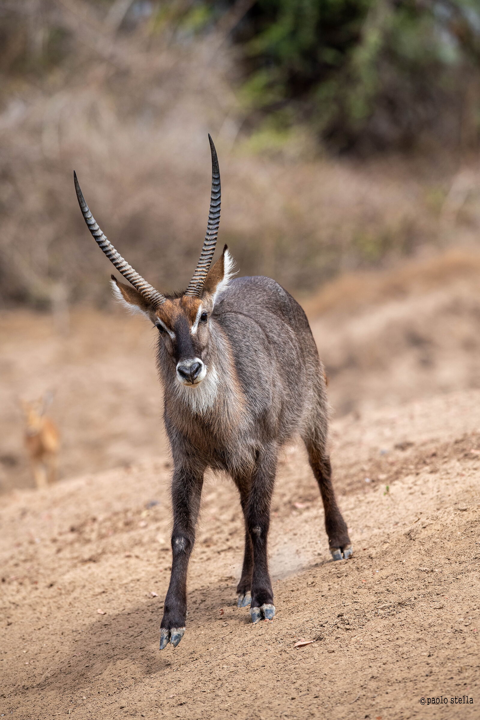 antilope d'acqua