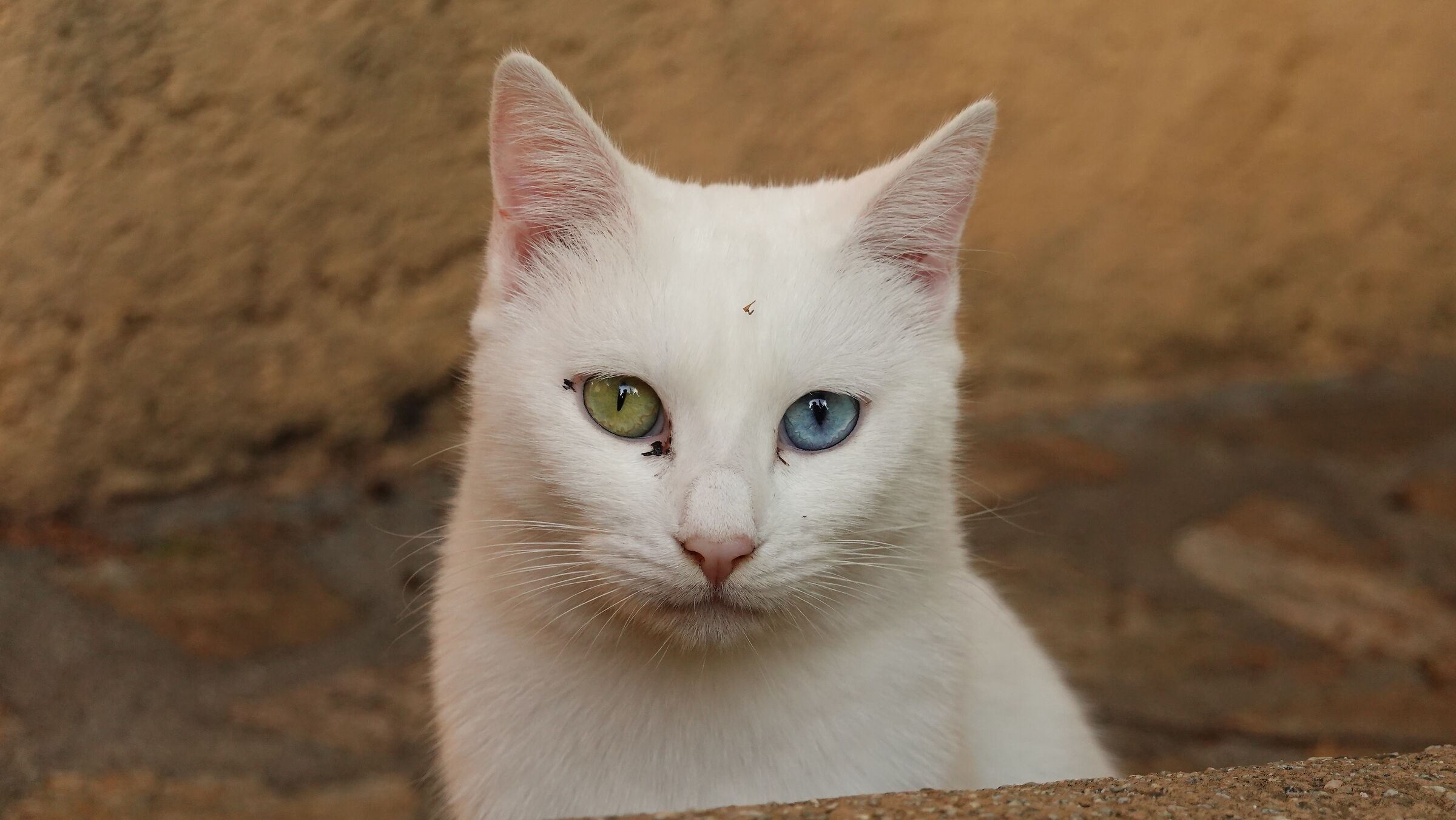 Gatto con eterocromia