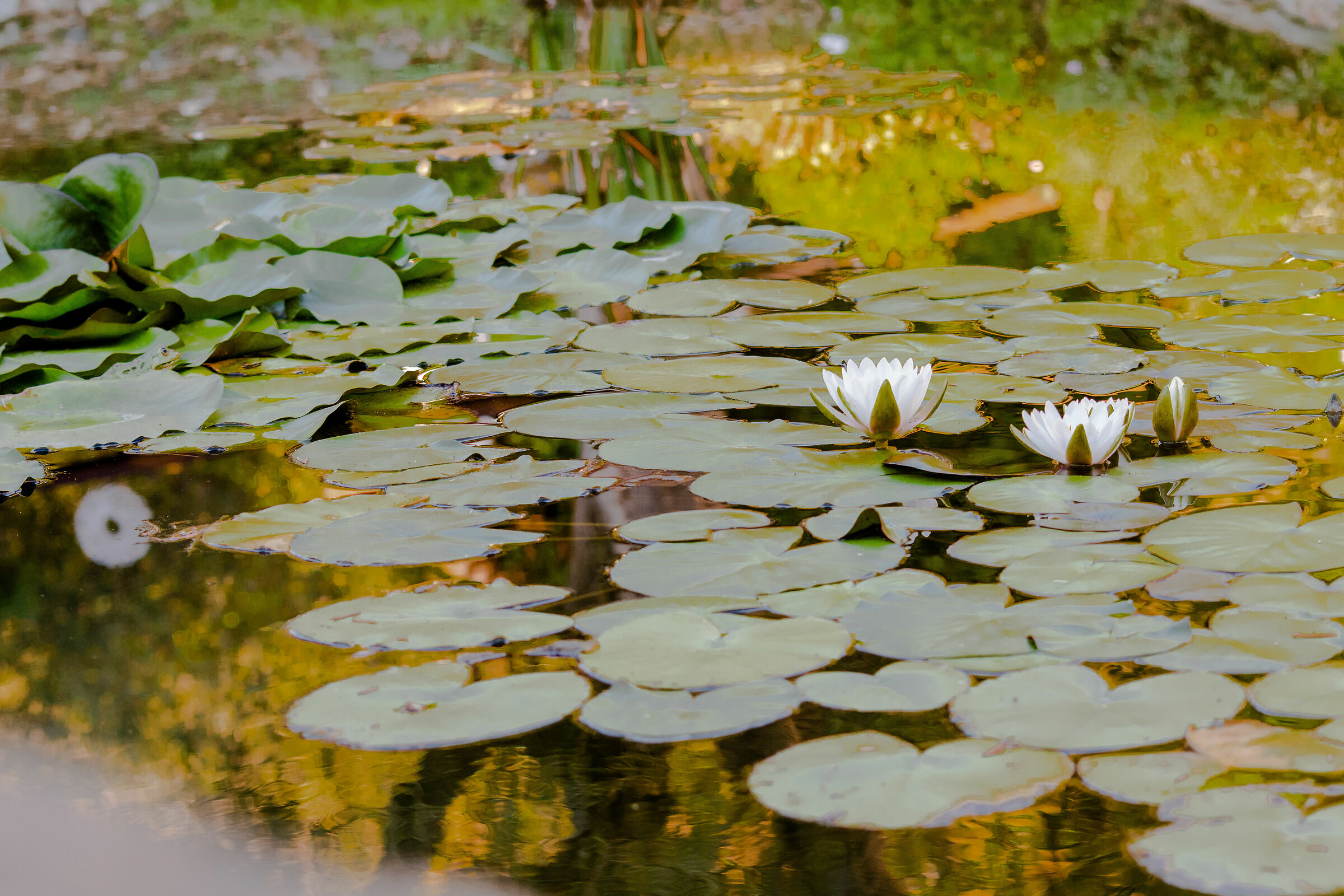 Water lilies