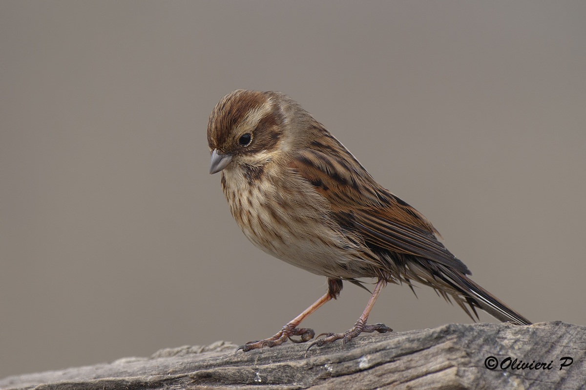 migliarino di palude