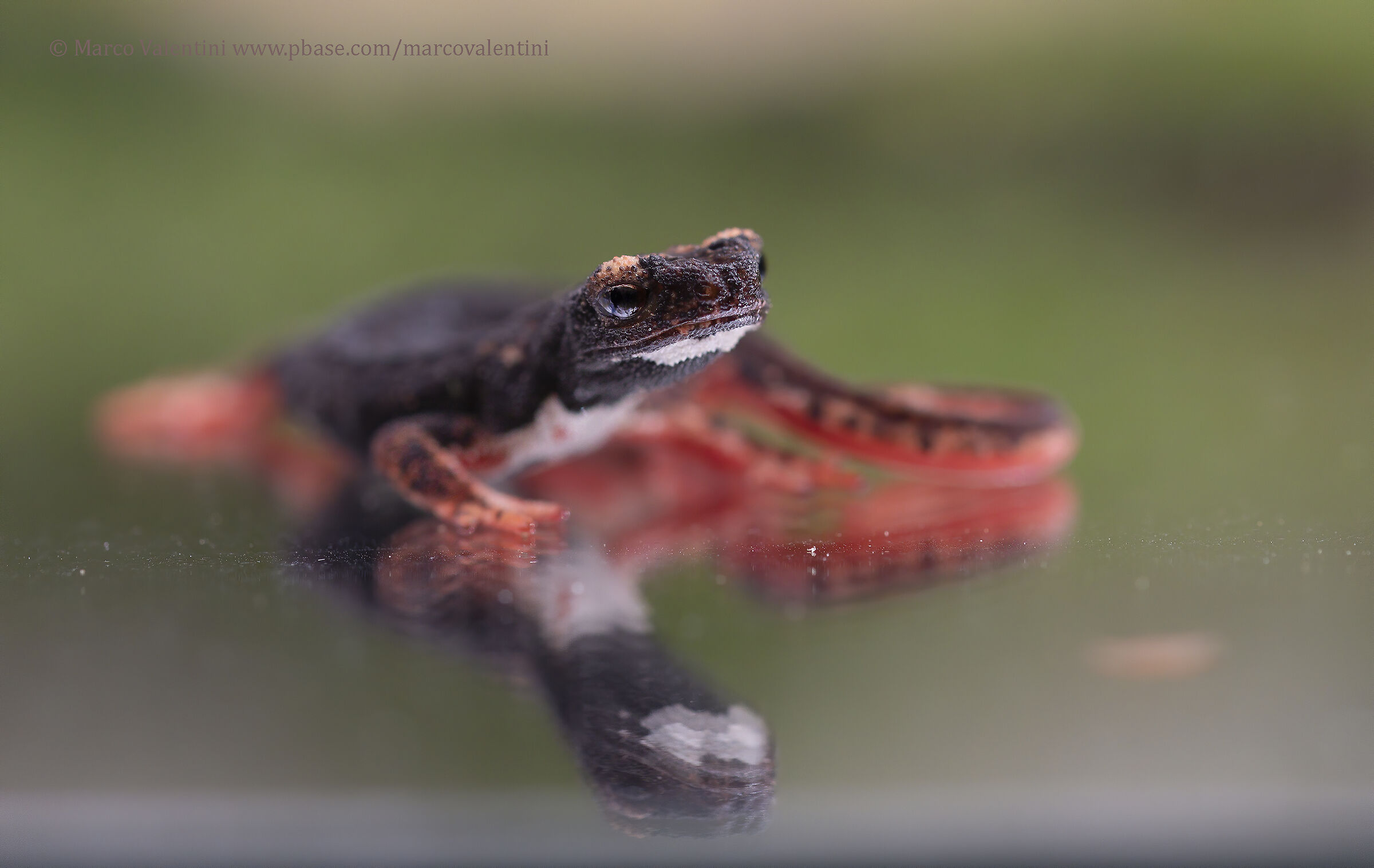 Glasses-wearing Salamander