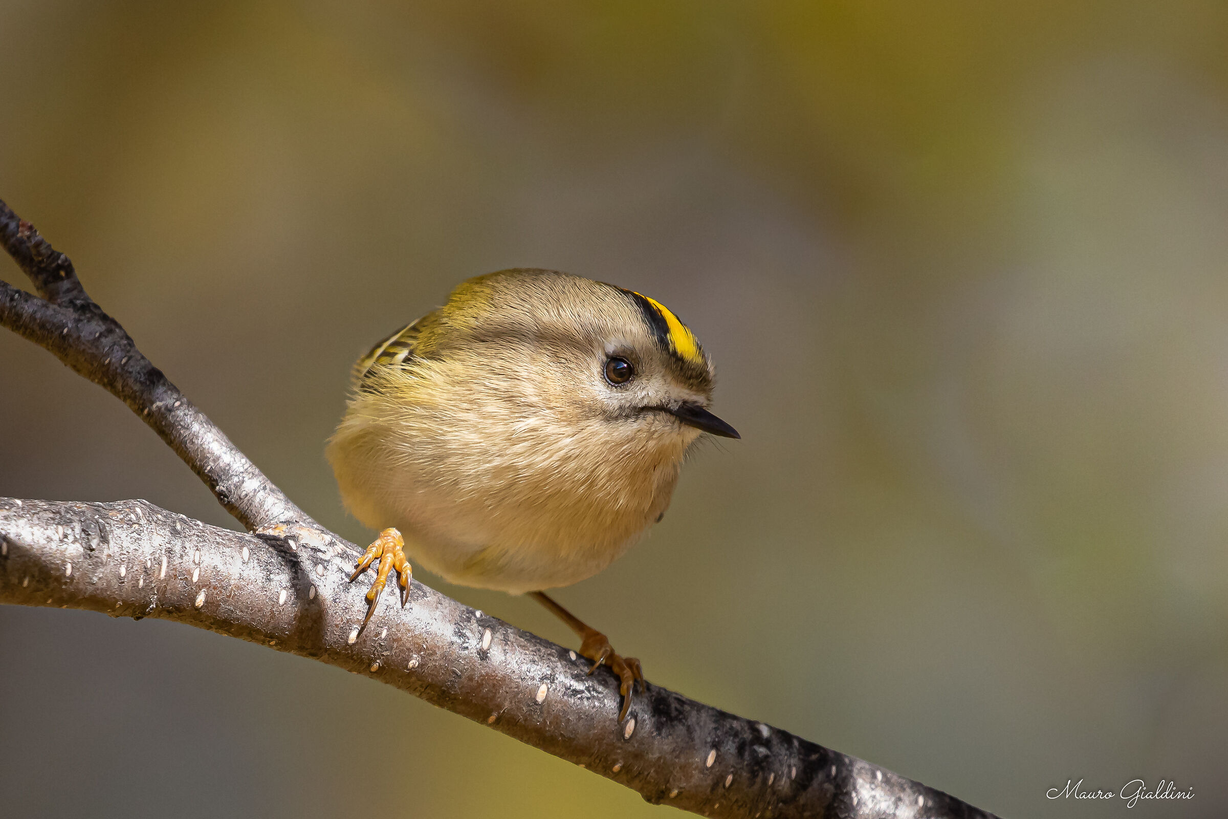 Un batuffolo di simpatia, il Regolo