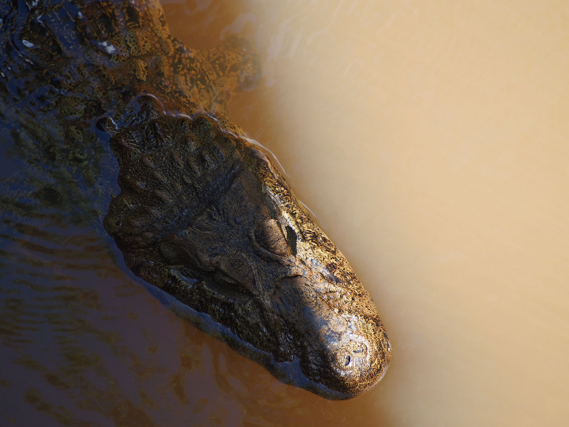 caimano dal muso largo