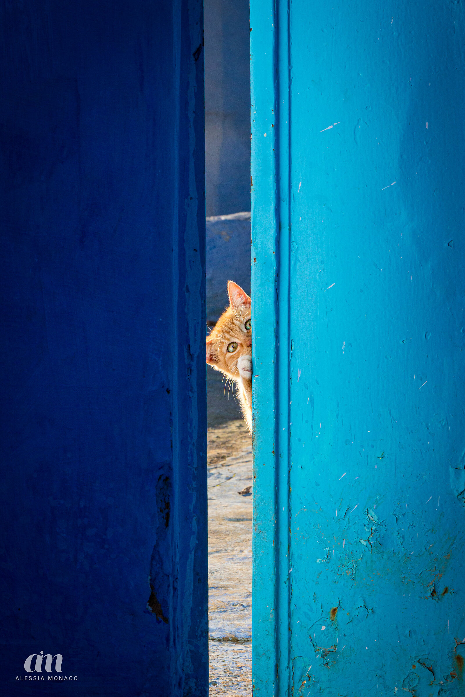 Gatti curiosi a Chefchaouen