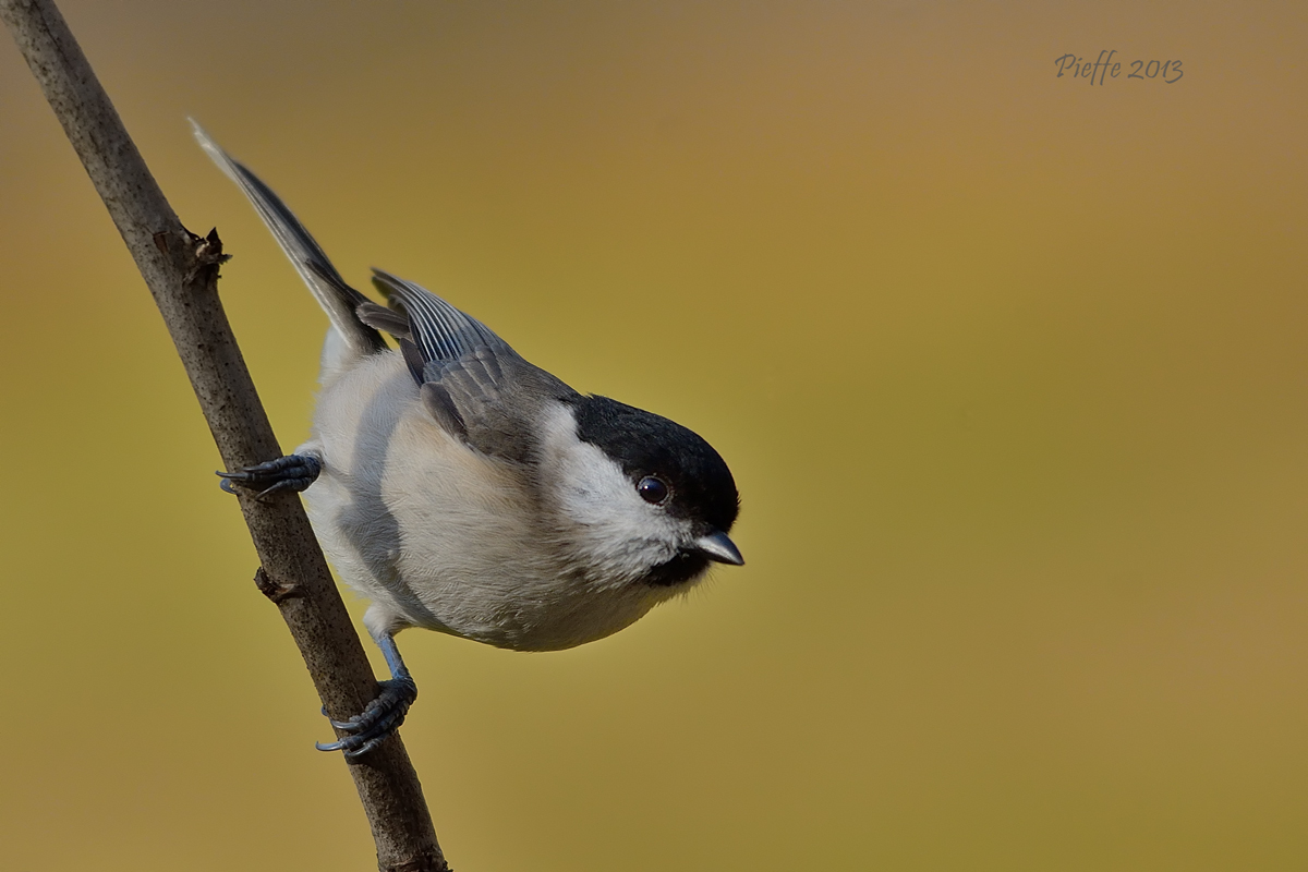 Marsh Tit ...