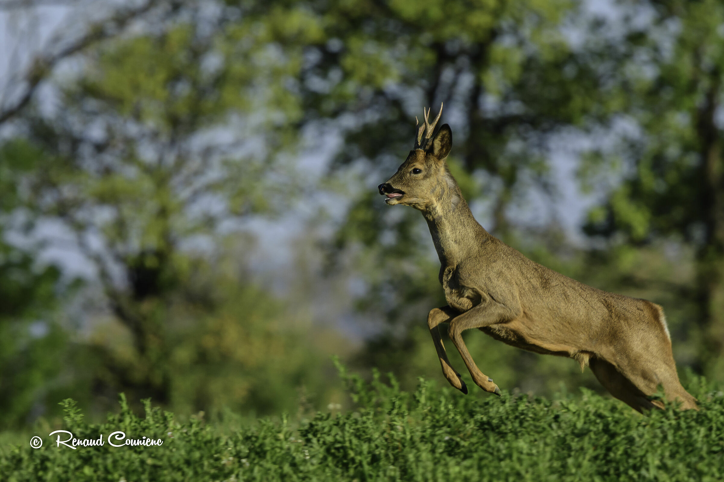 Roe deer escaped from a hunting scene.