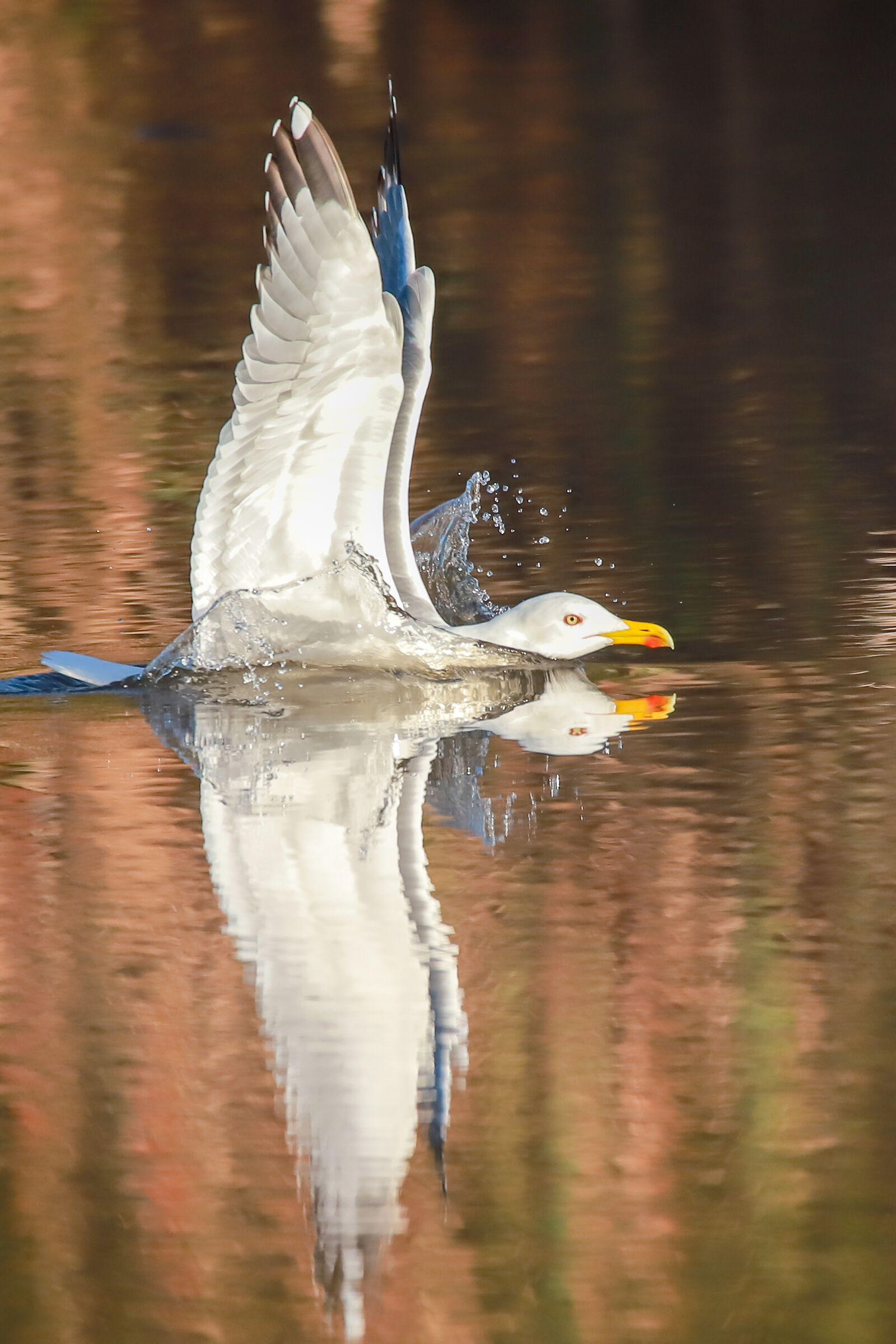 gabbiano allo specchio