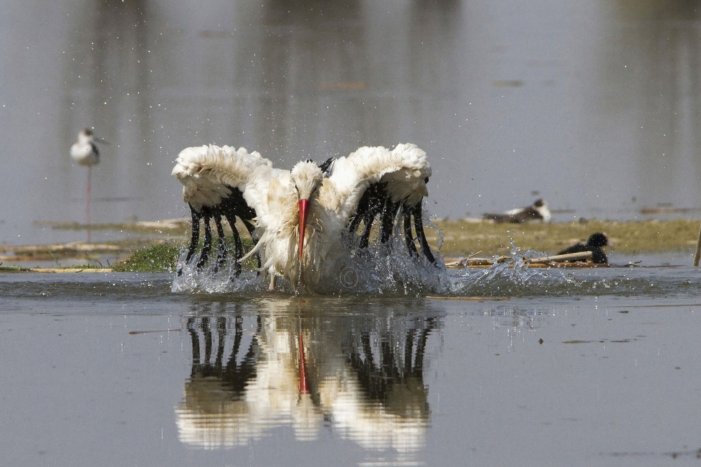 Il bagno della cicogna