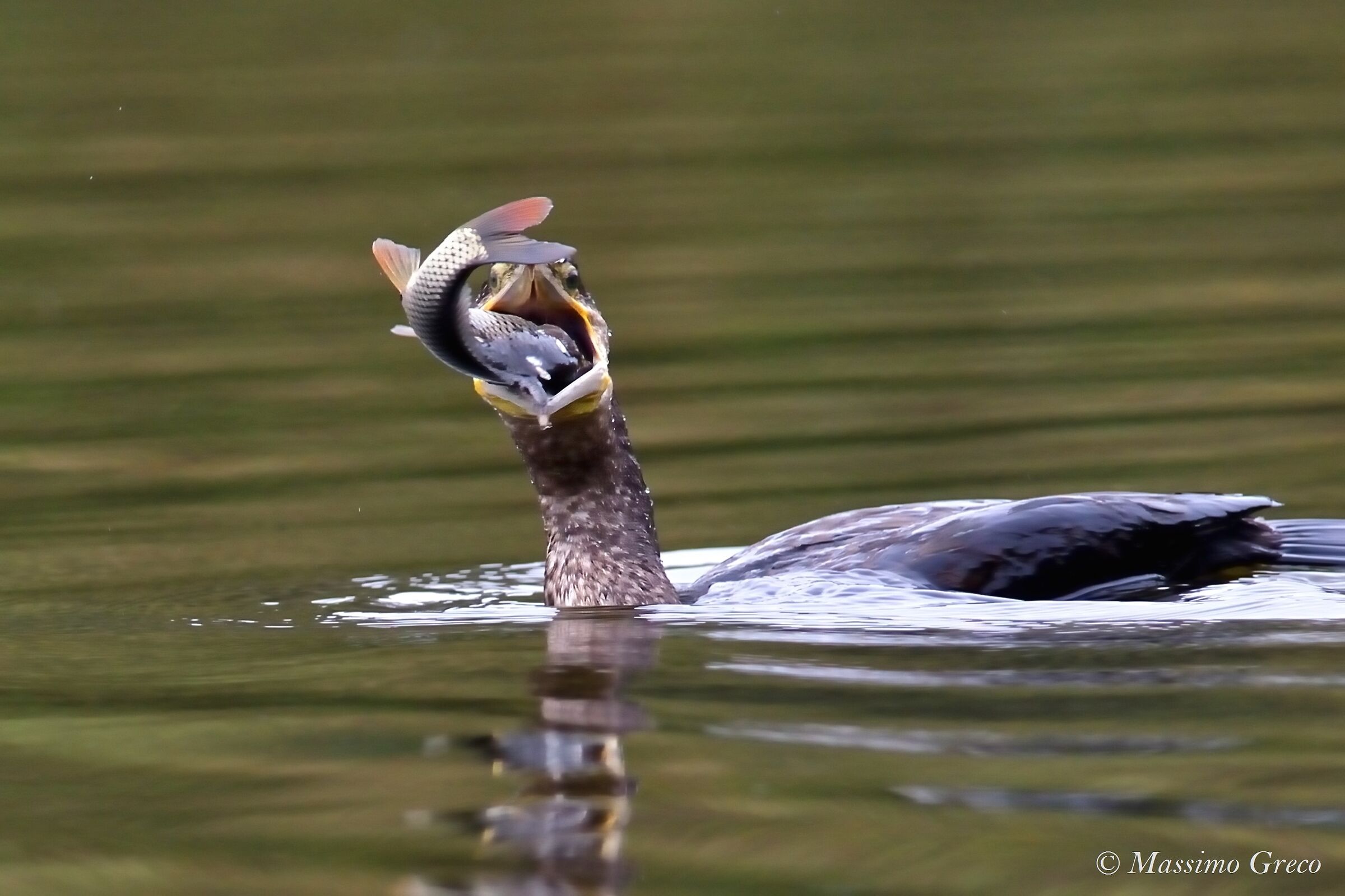 Hungry Cormoran