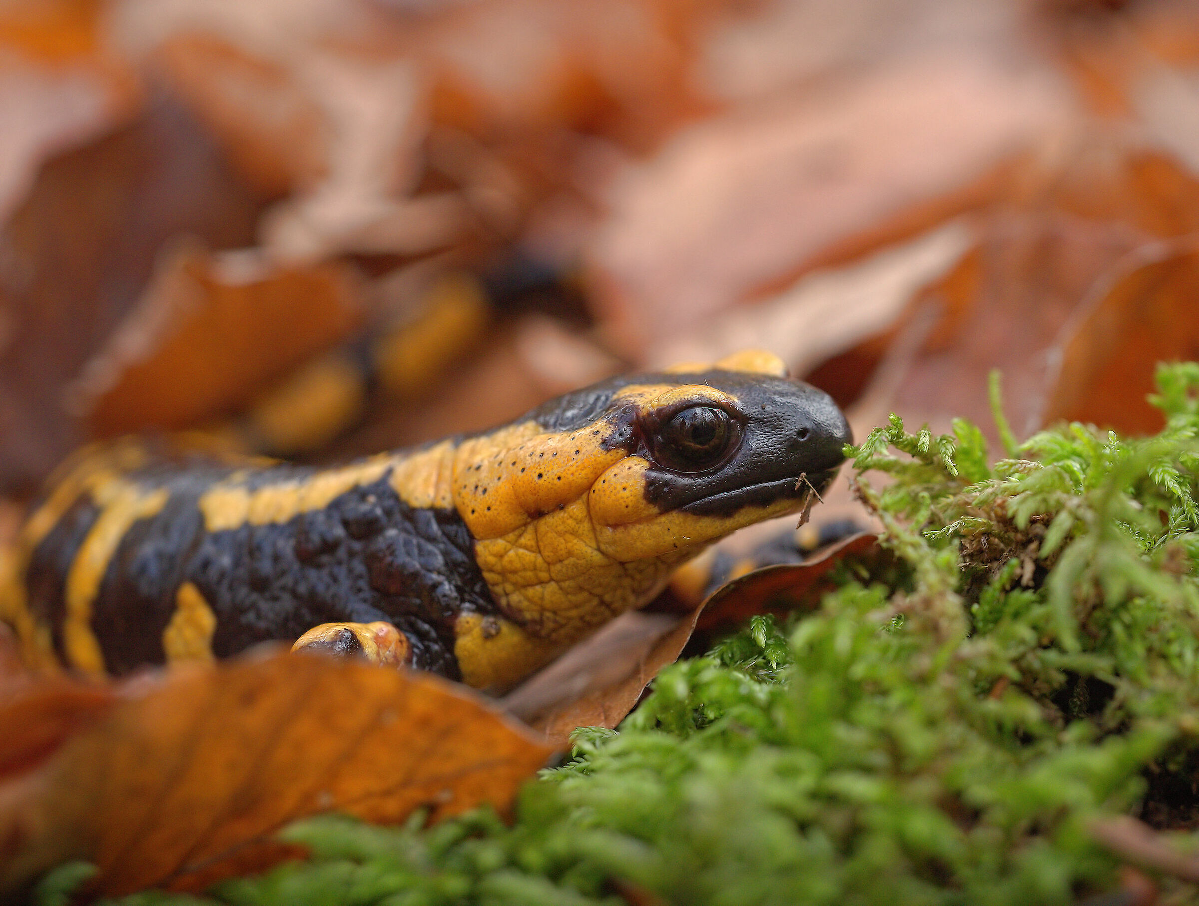 Peat Salamandra Gigliolii