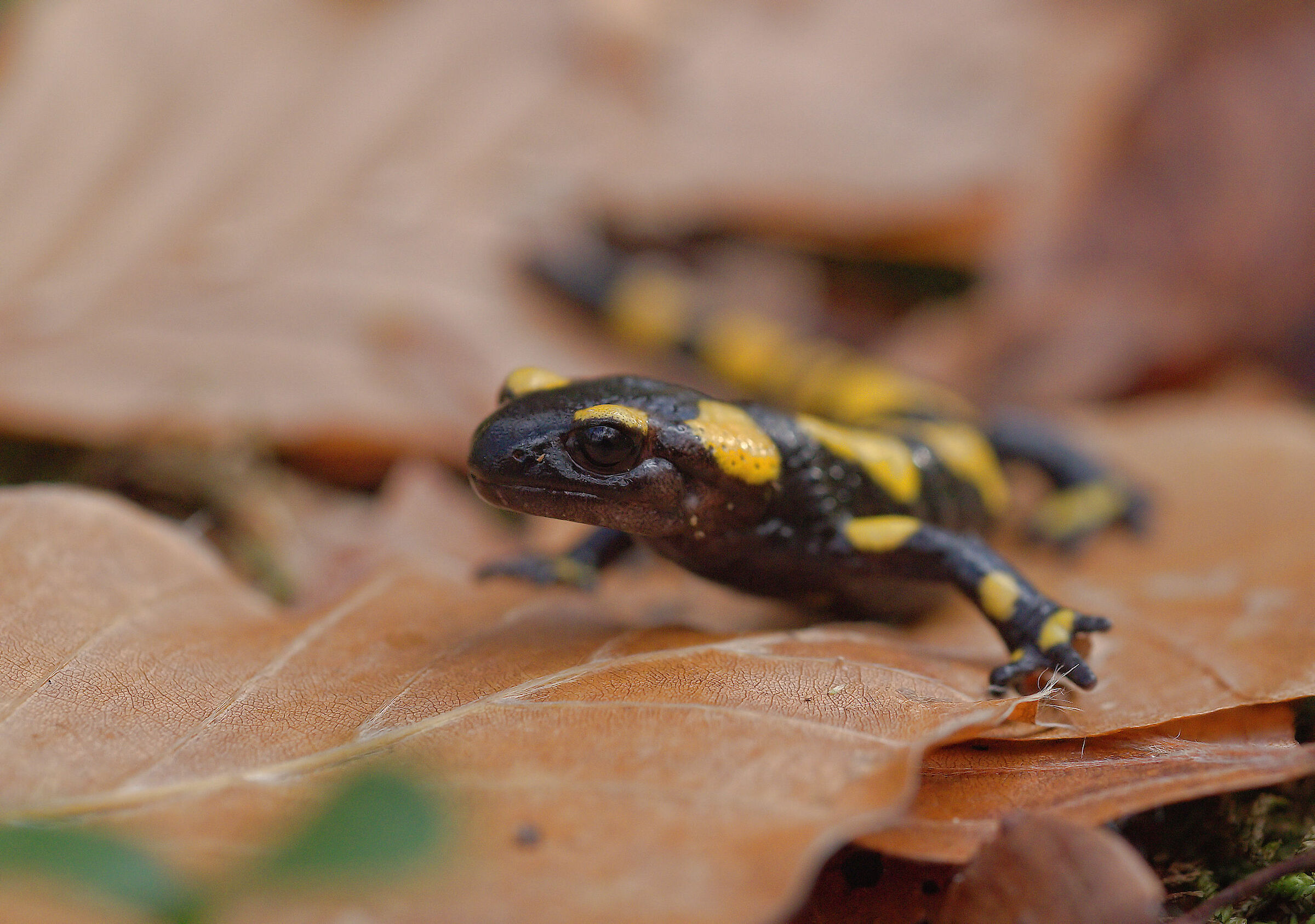 Peat Salamandra Gigliolii
