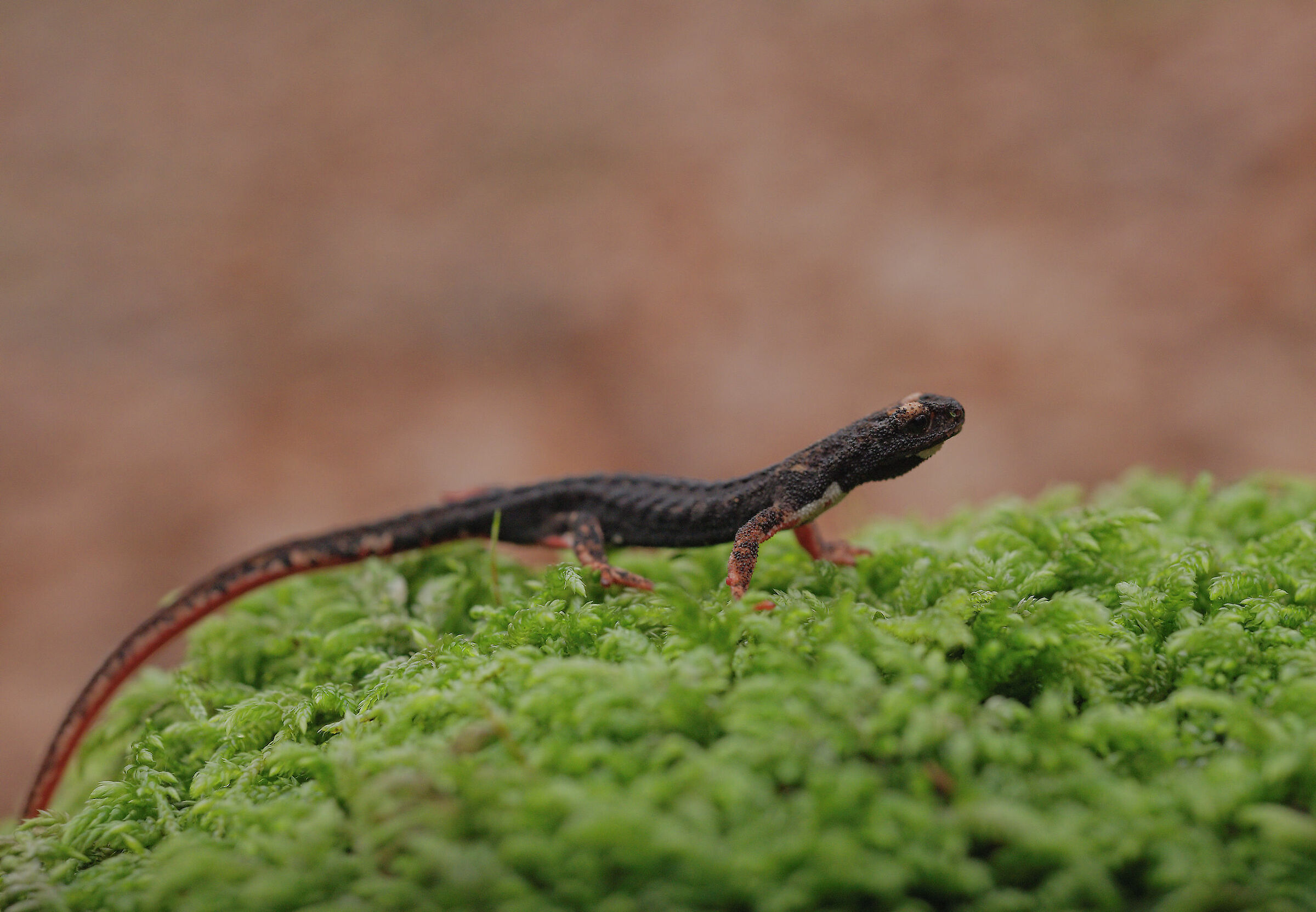 Glasses-wearing Salamander