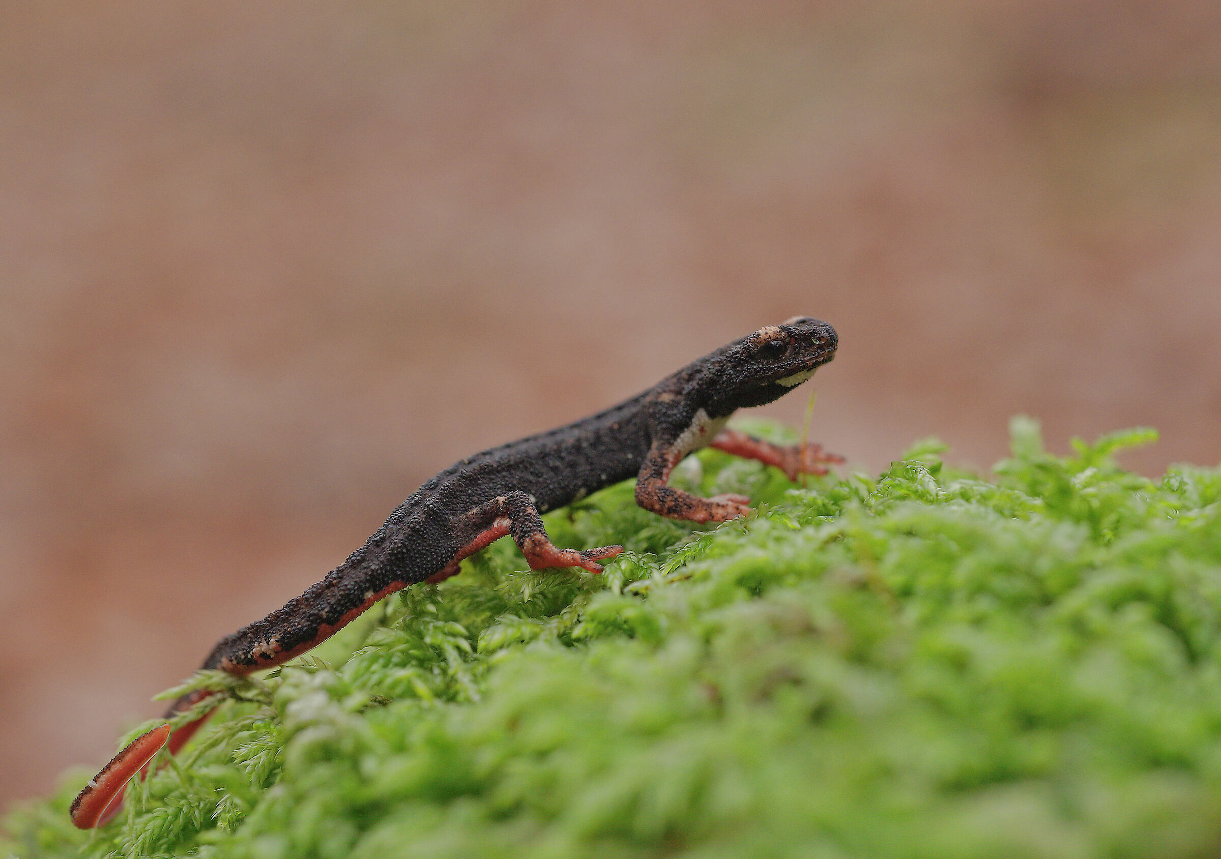 Glasses-wearing Salamander