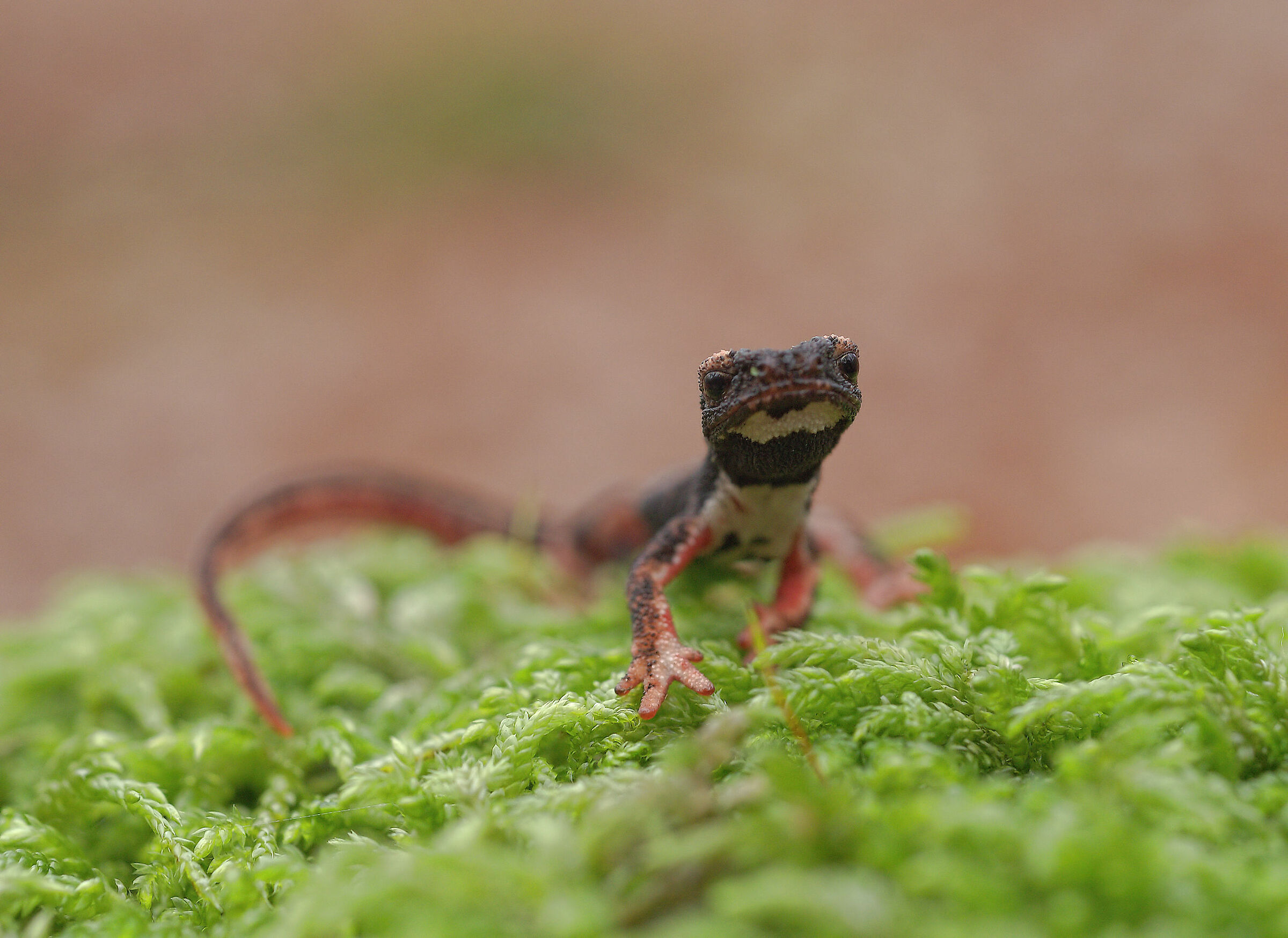 Glasses-wearing Salamander