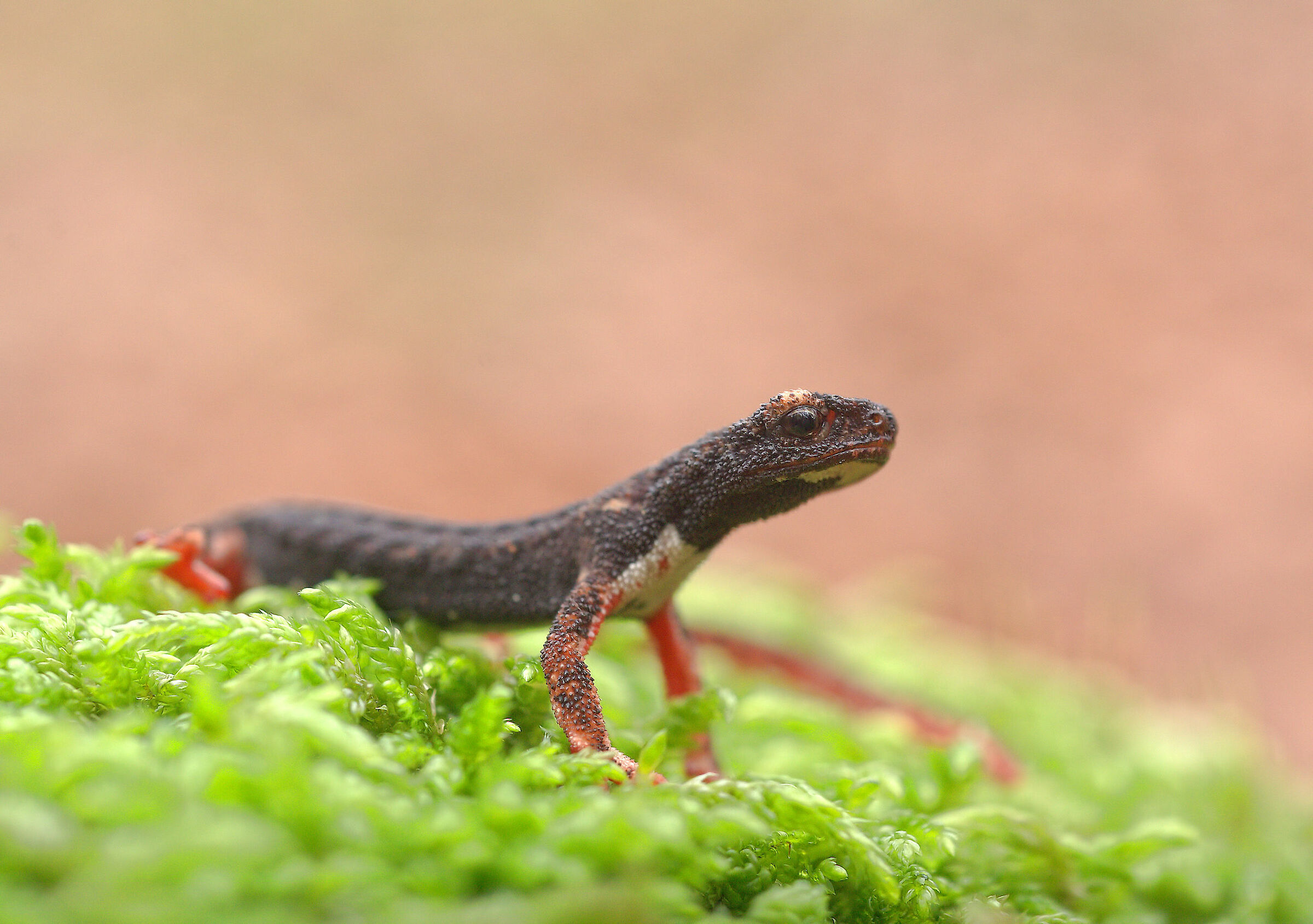 Glasses-wearing Salamander