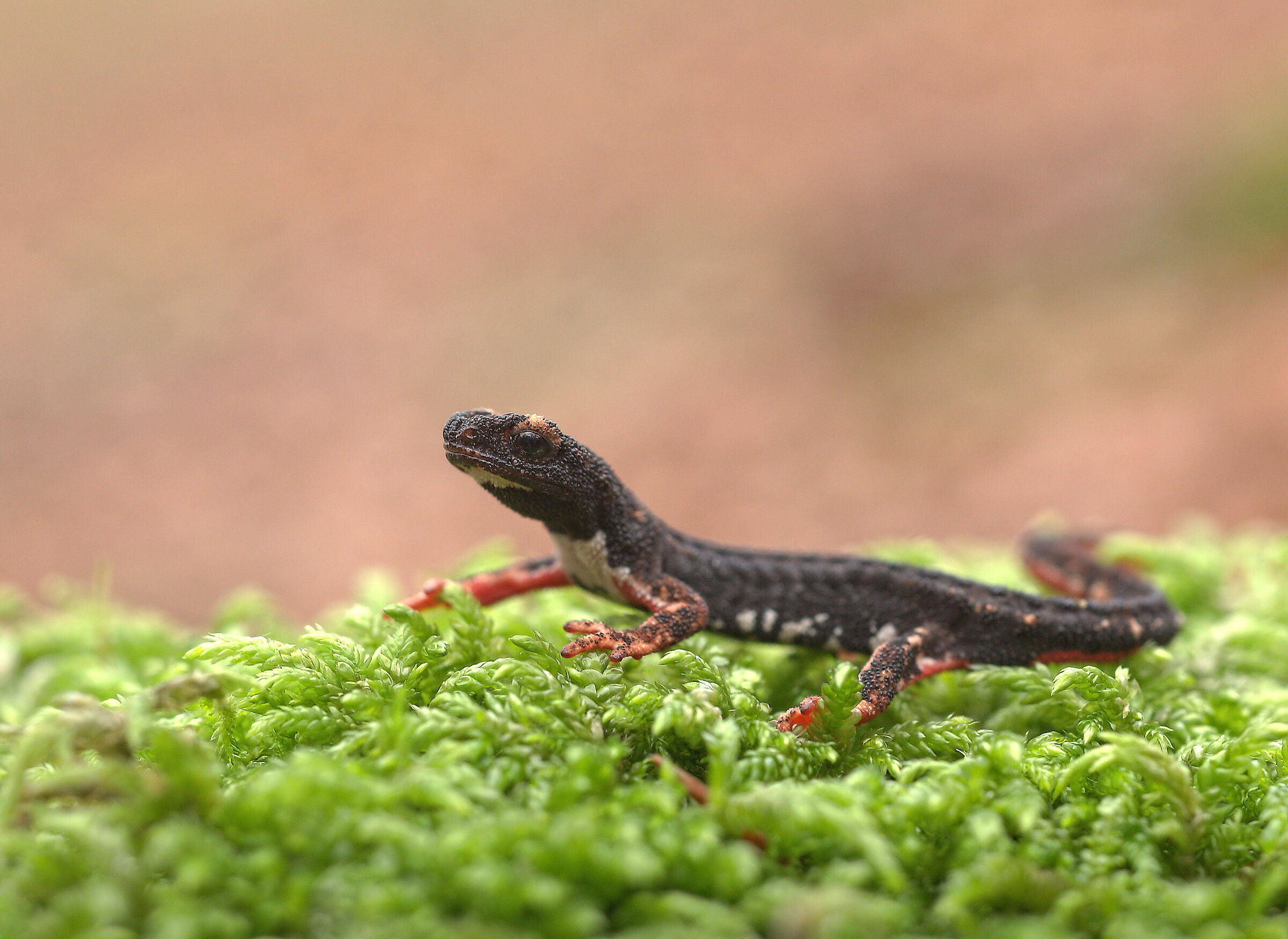 Glasses-wearing Salamander