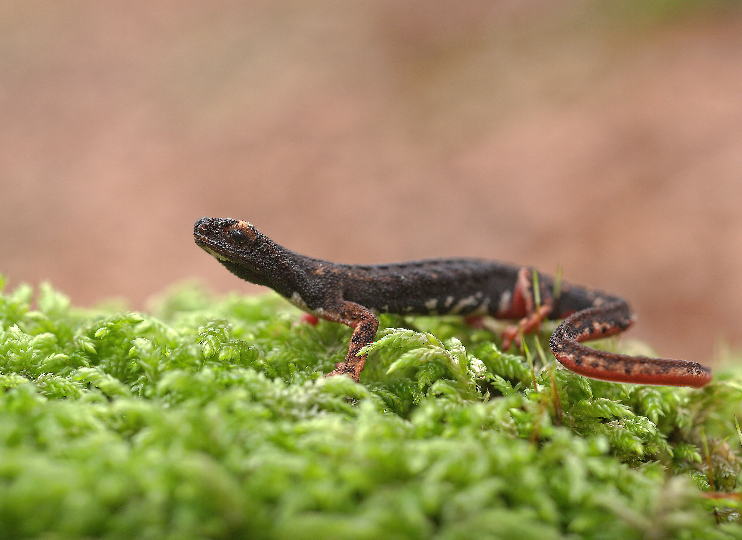 Glasses-wearing Salamander