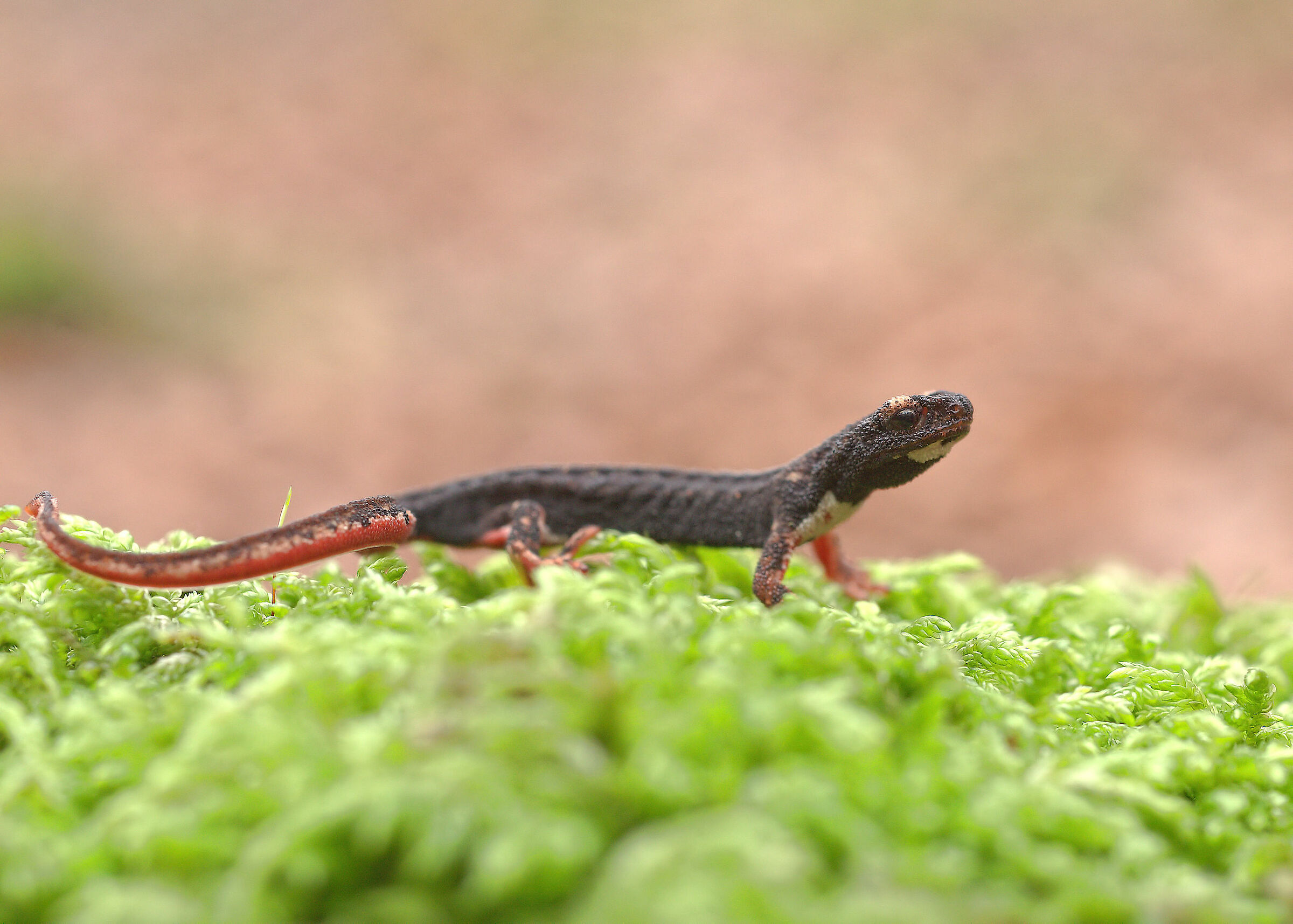 Glasses-wearing Salamander