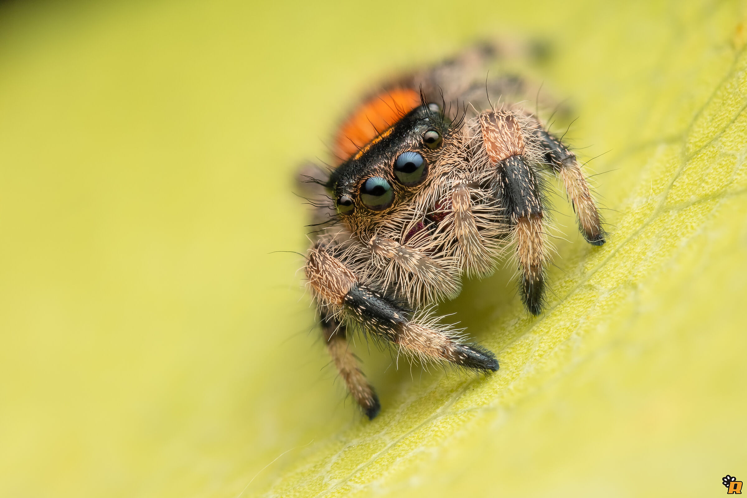 Baby Phidippus regius soroa