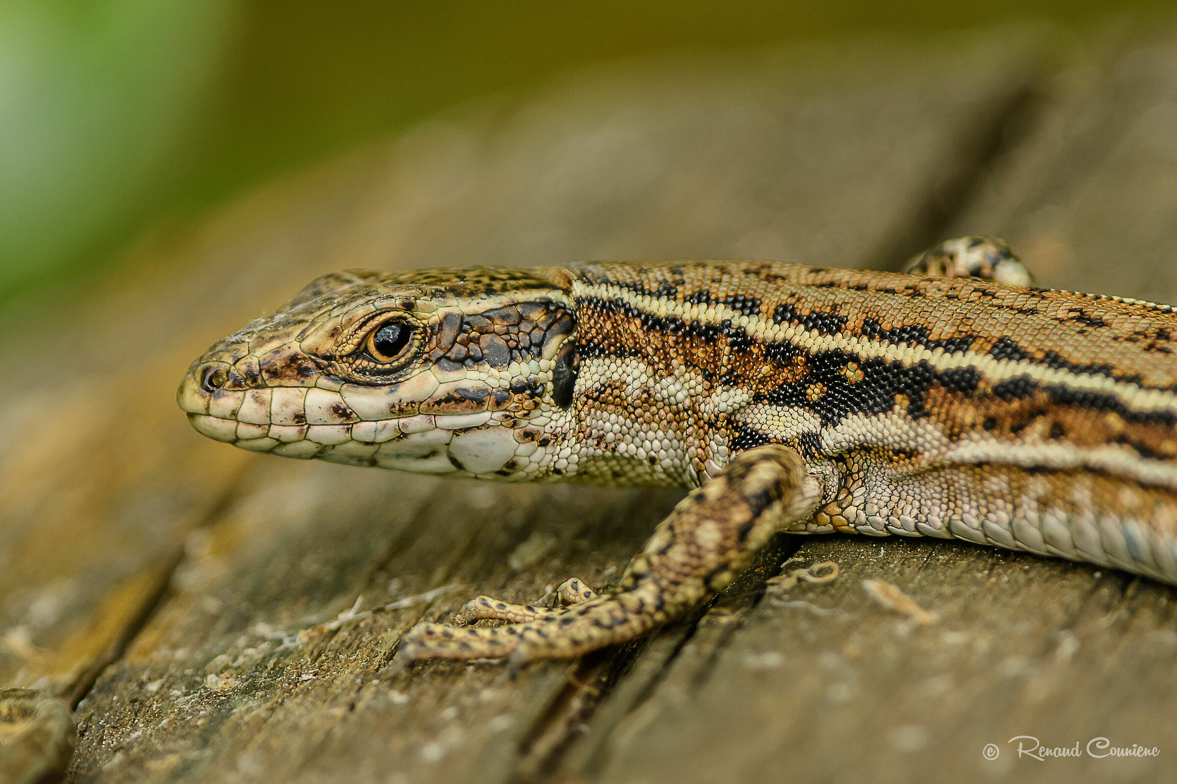 Simple Podarcis muralis