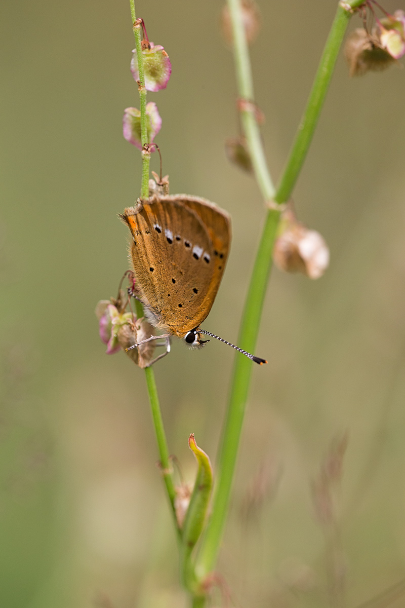 Argynnis Aglaja 2