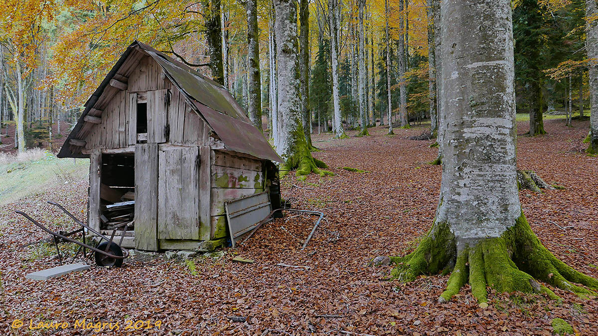 Una carriola nel bosco