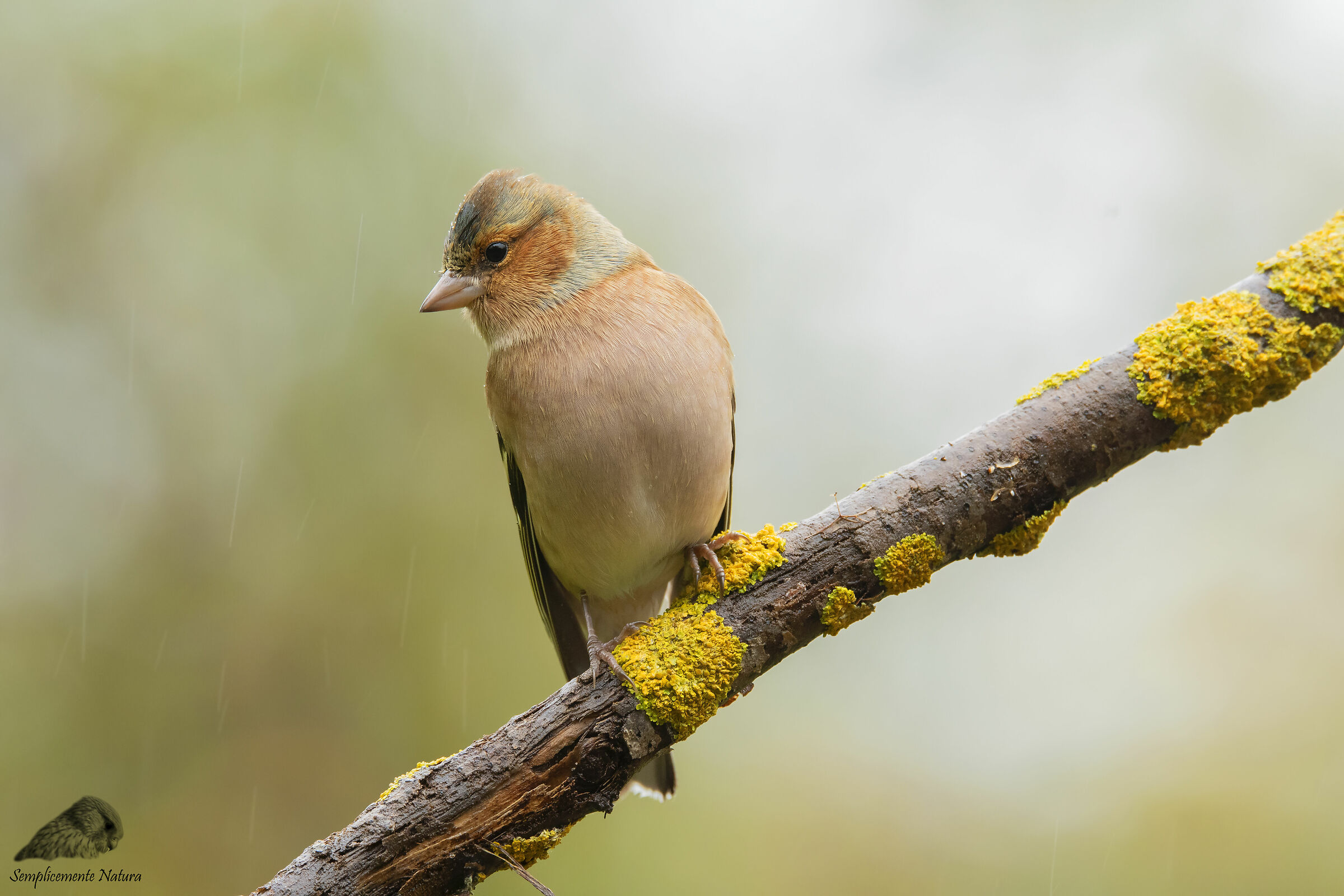 Finch (Fringilla coelebs)