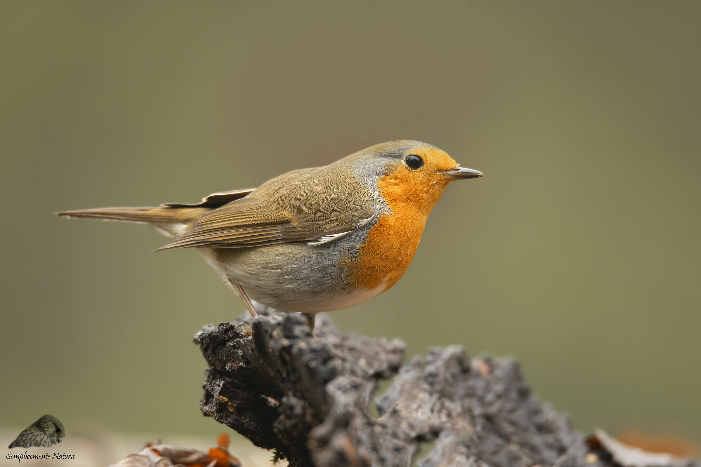 Robin (Erithacus rubecula)