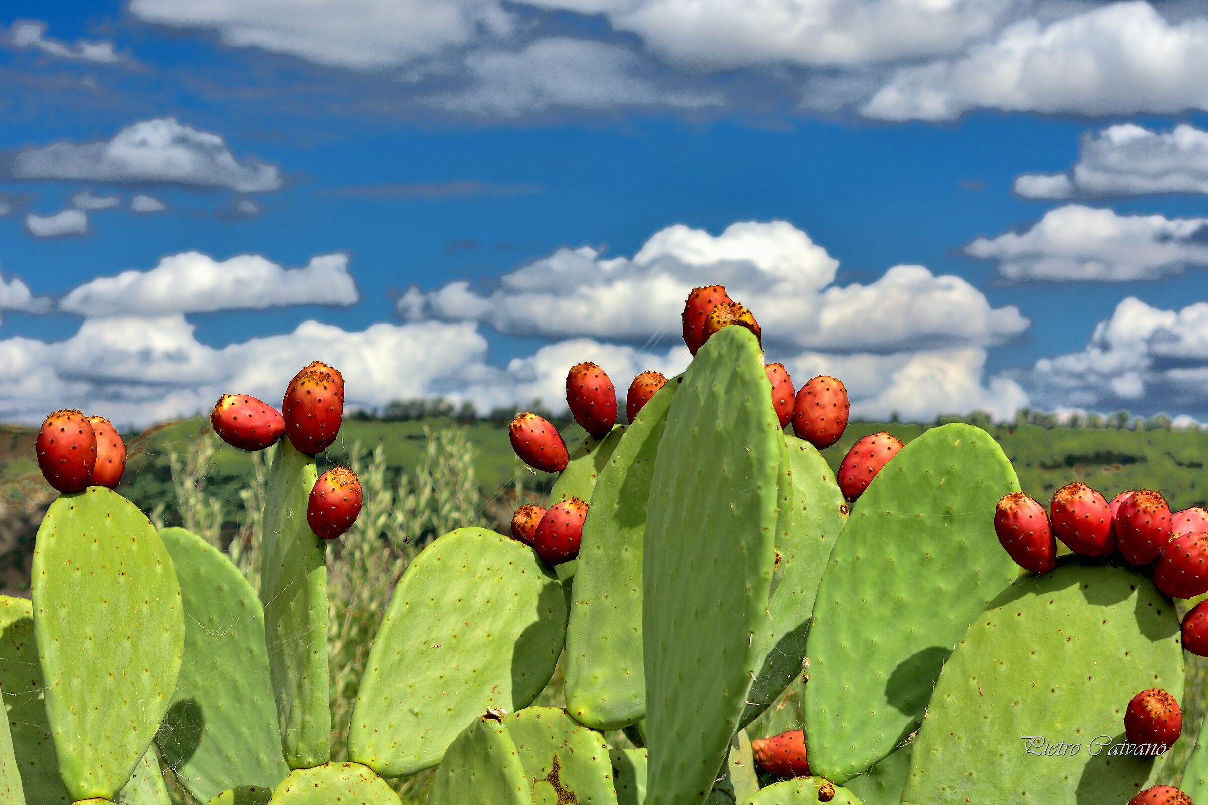 Opuntia ficus-indica (Indian Fig), Basilicata