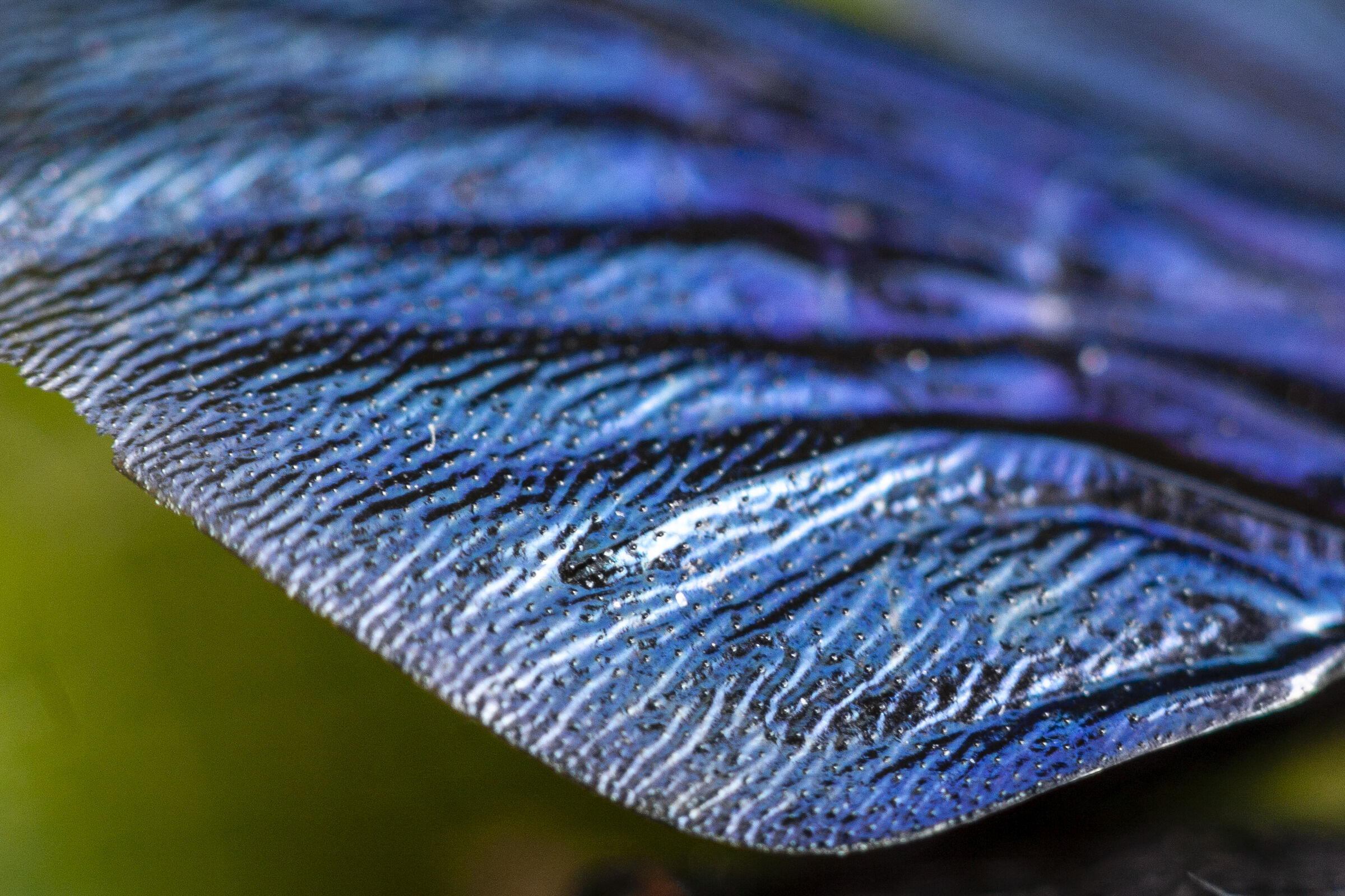 ala di ape legnaiola