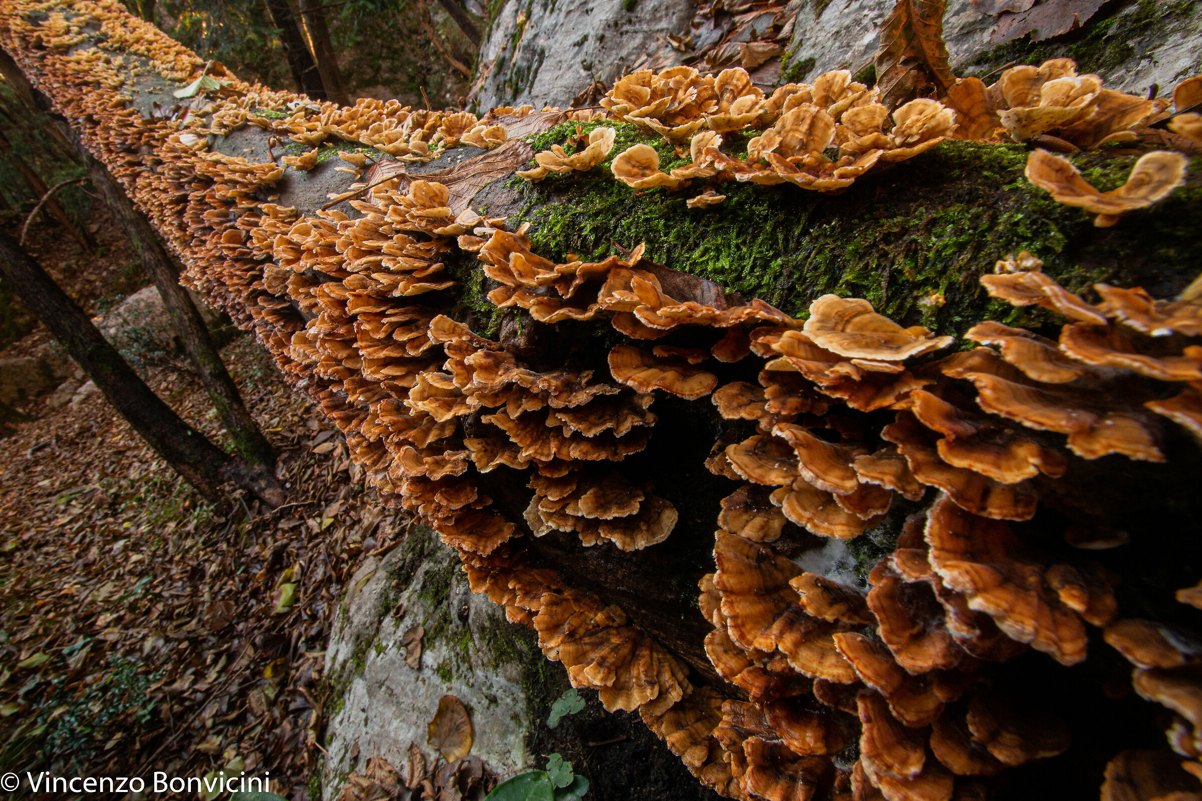 un po' di tronco tra i funghi