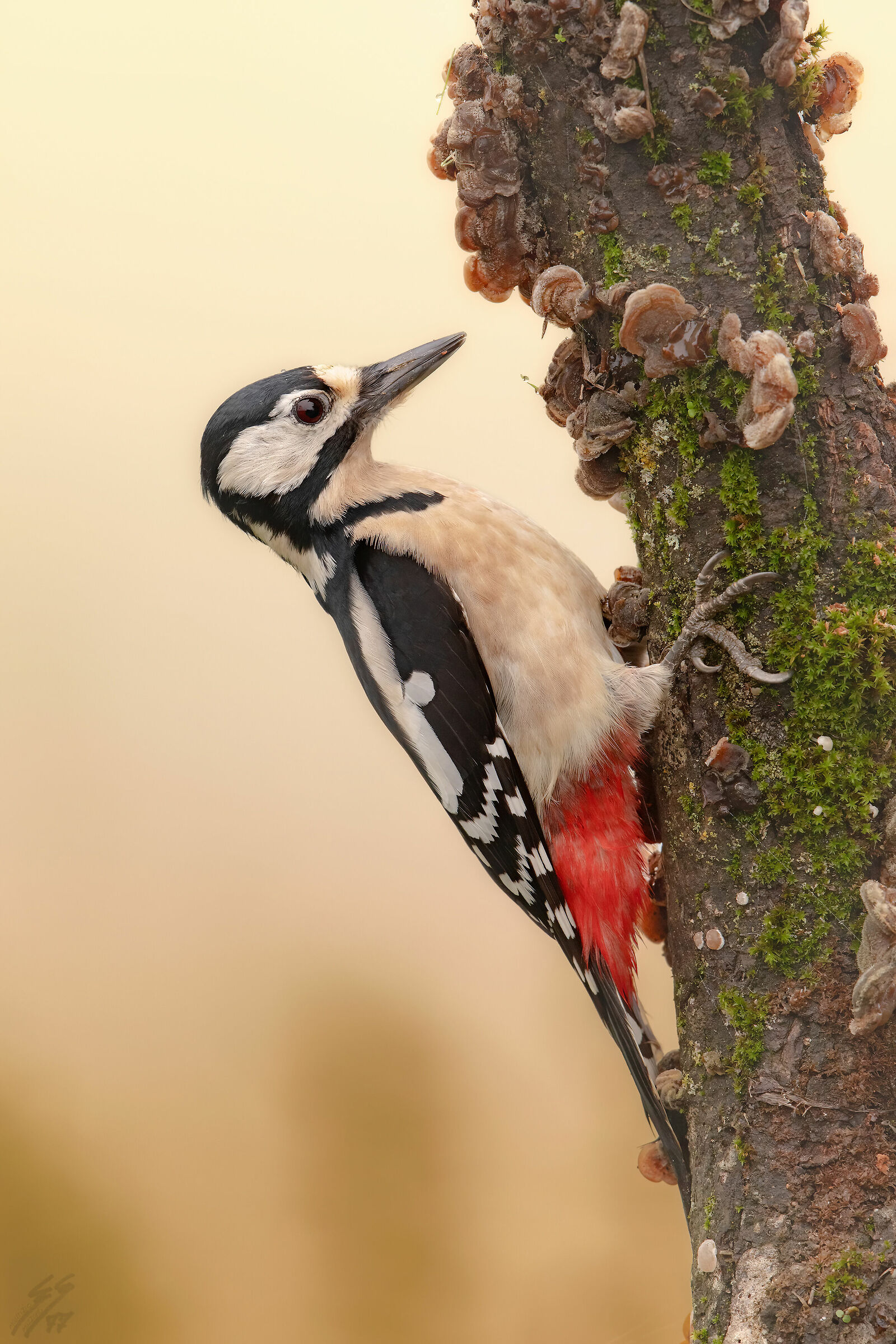 ..picchio rosso nella nebbia..