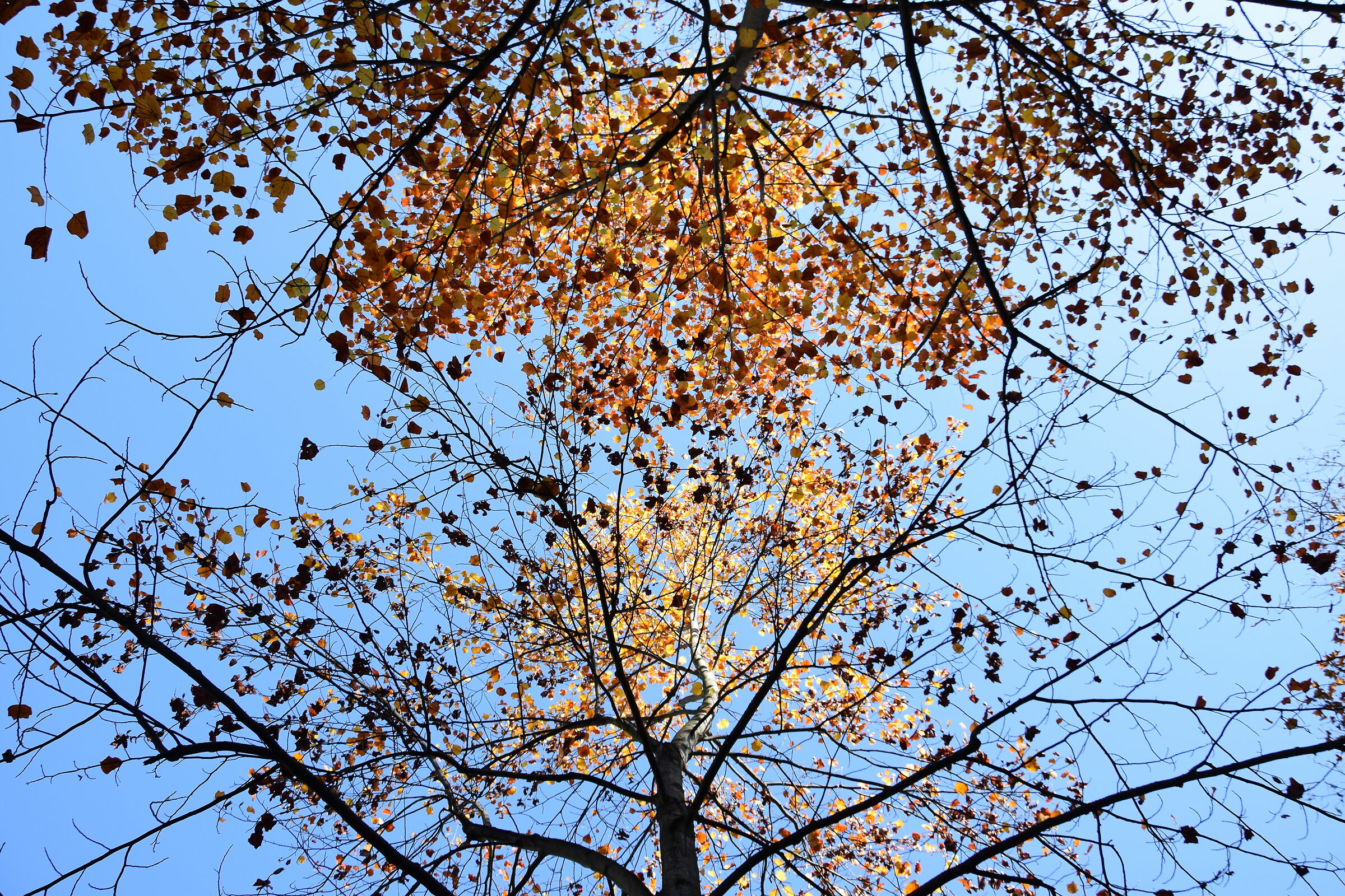 Autunno in cielo