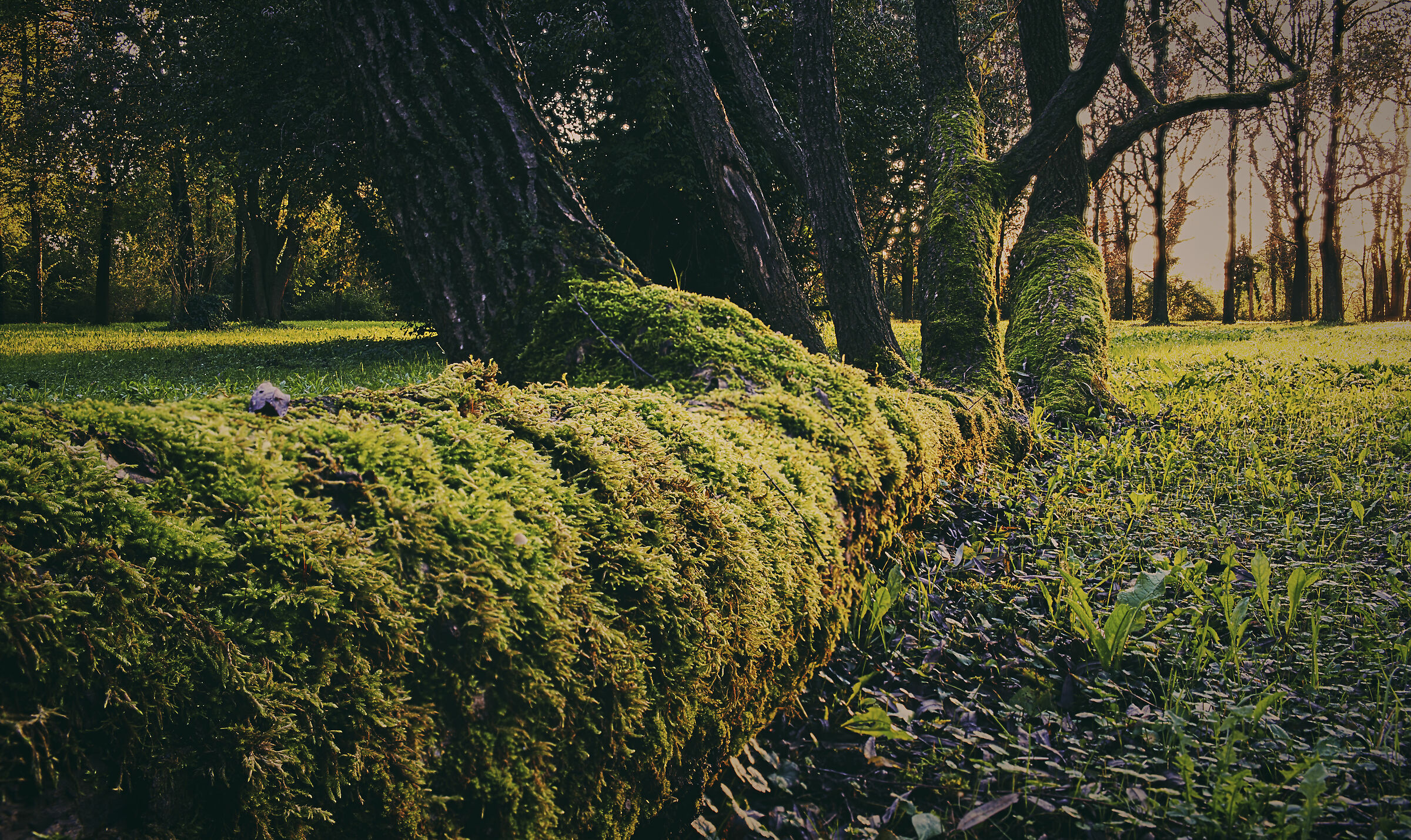 Nature alive