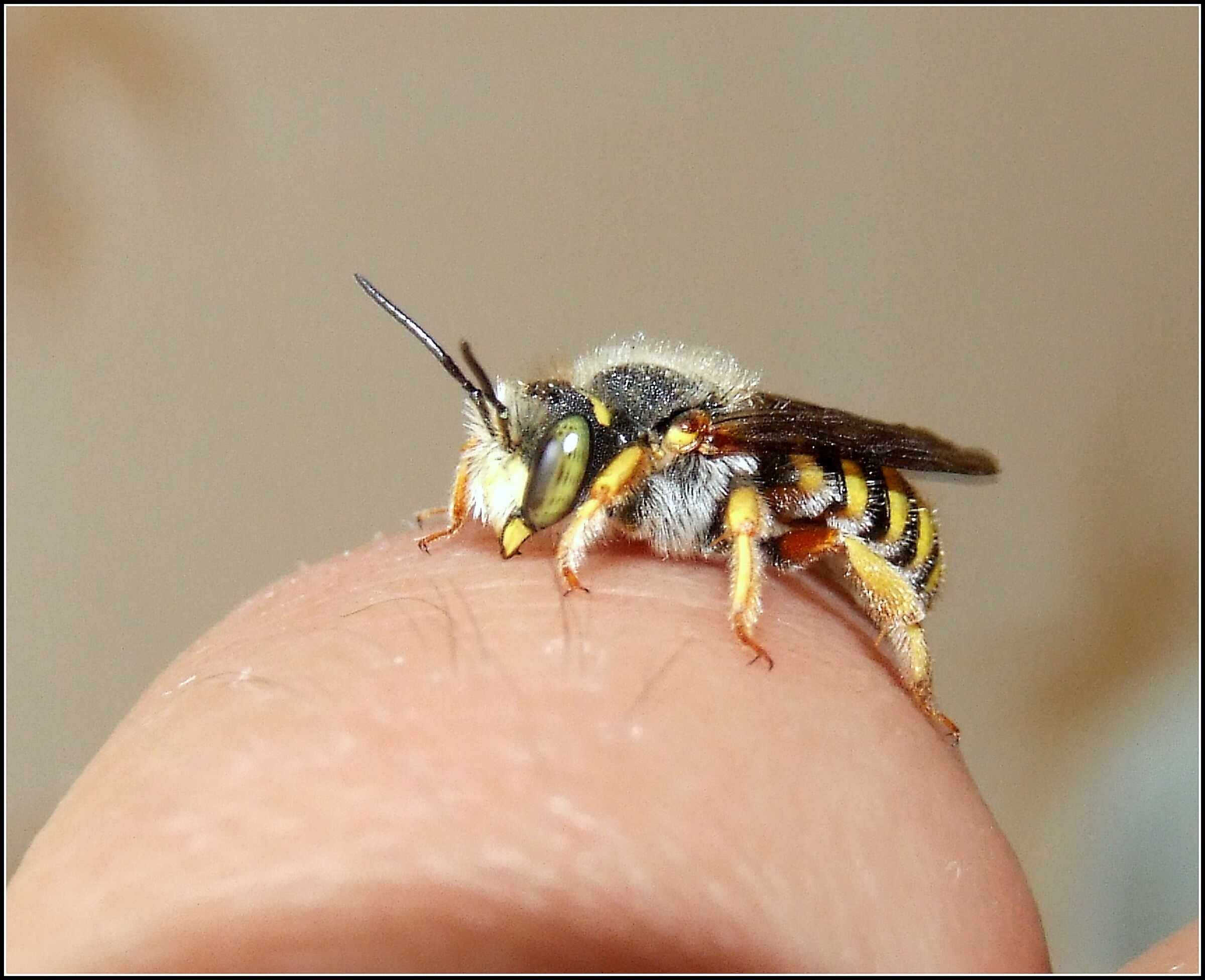 The type "Anthidium"