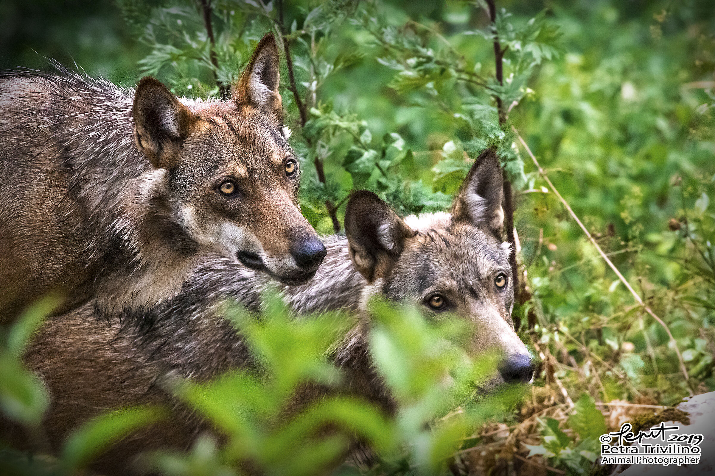 With all the attention.