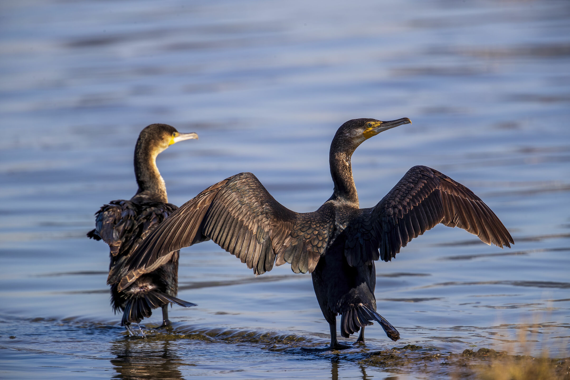 Cormorani