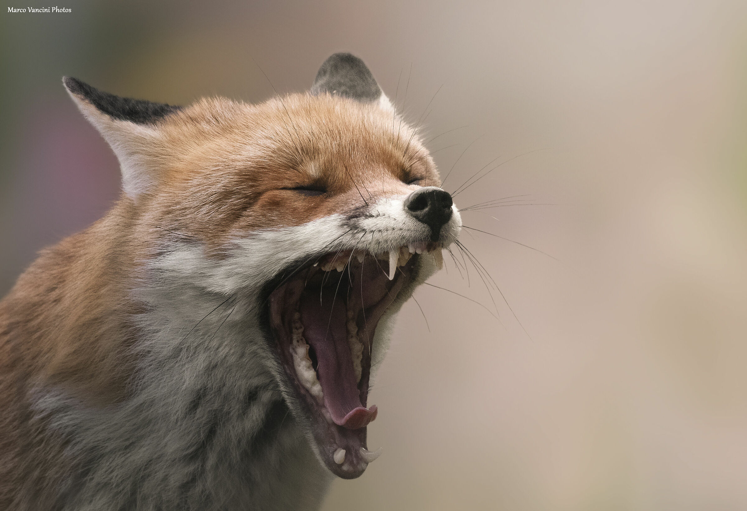 This life destroys me....