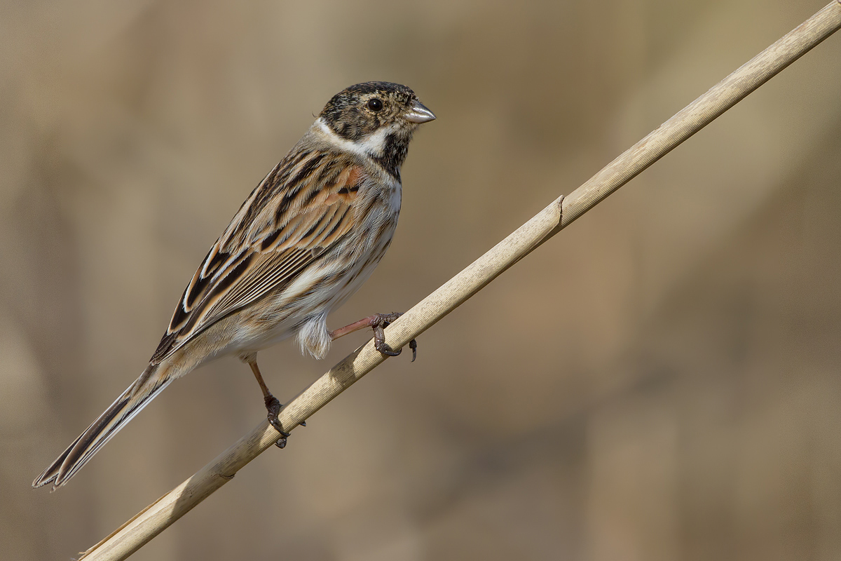 migliarino maschio in posa