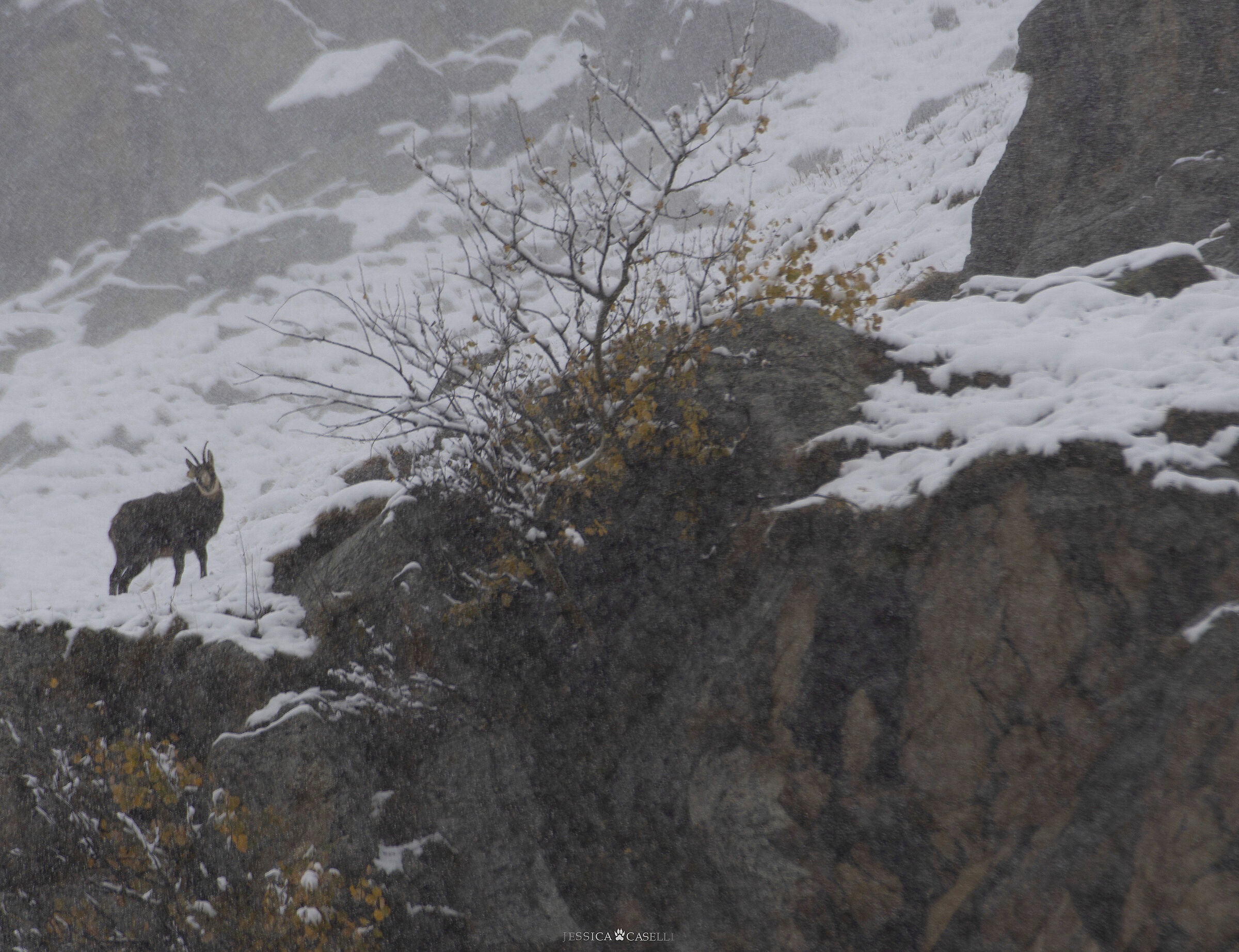 “Strange autumn”