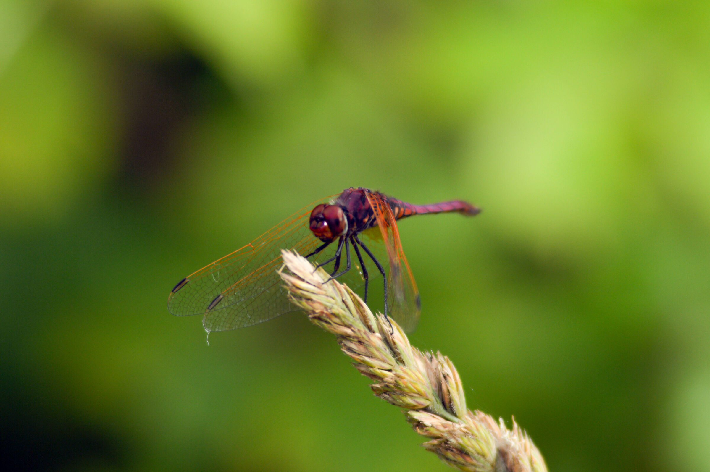 Dragonfly